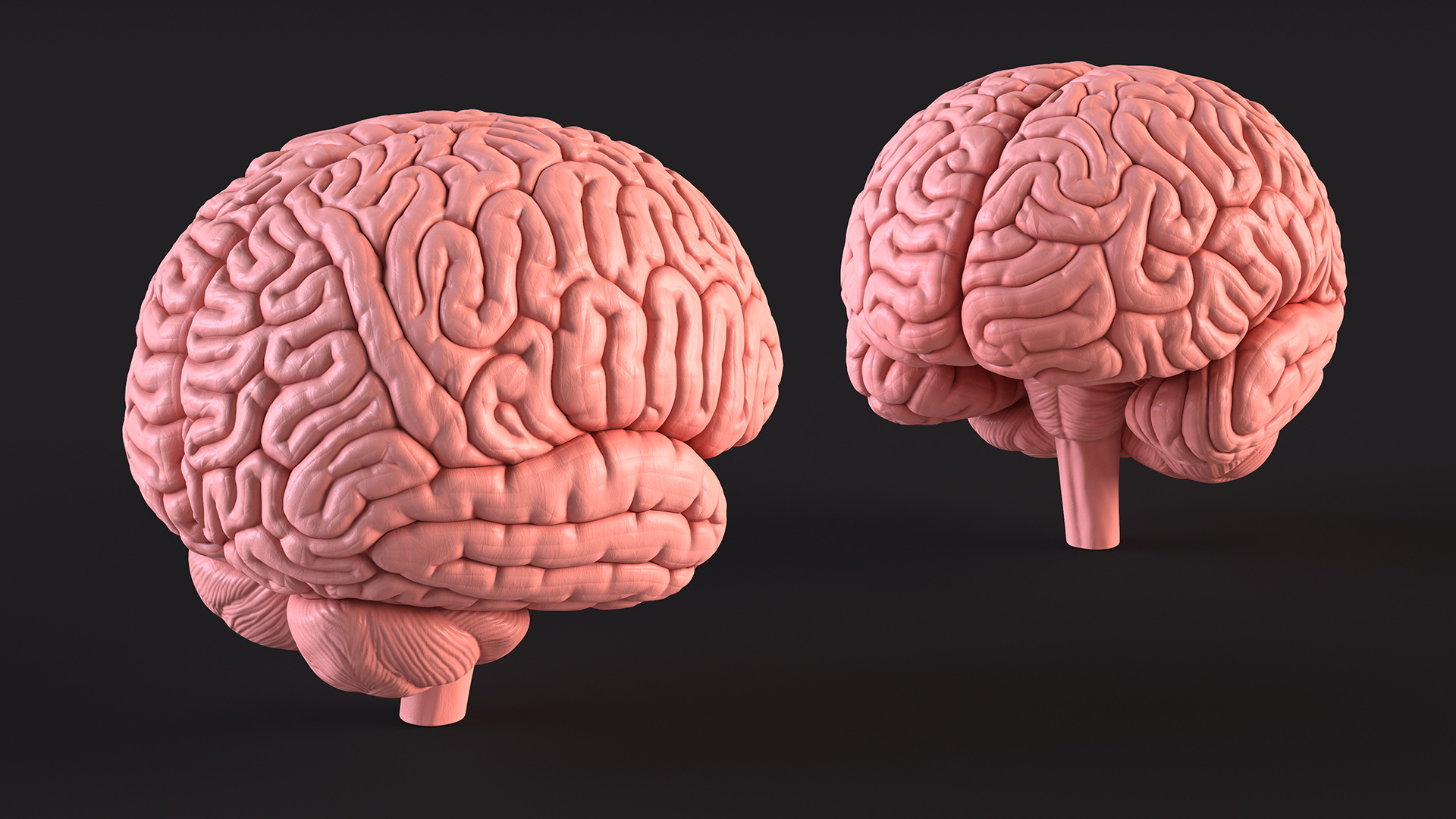3D Human Brain Plastic Model for 3D Print model