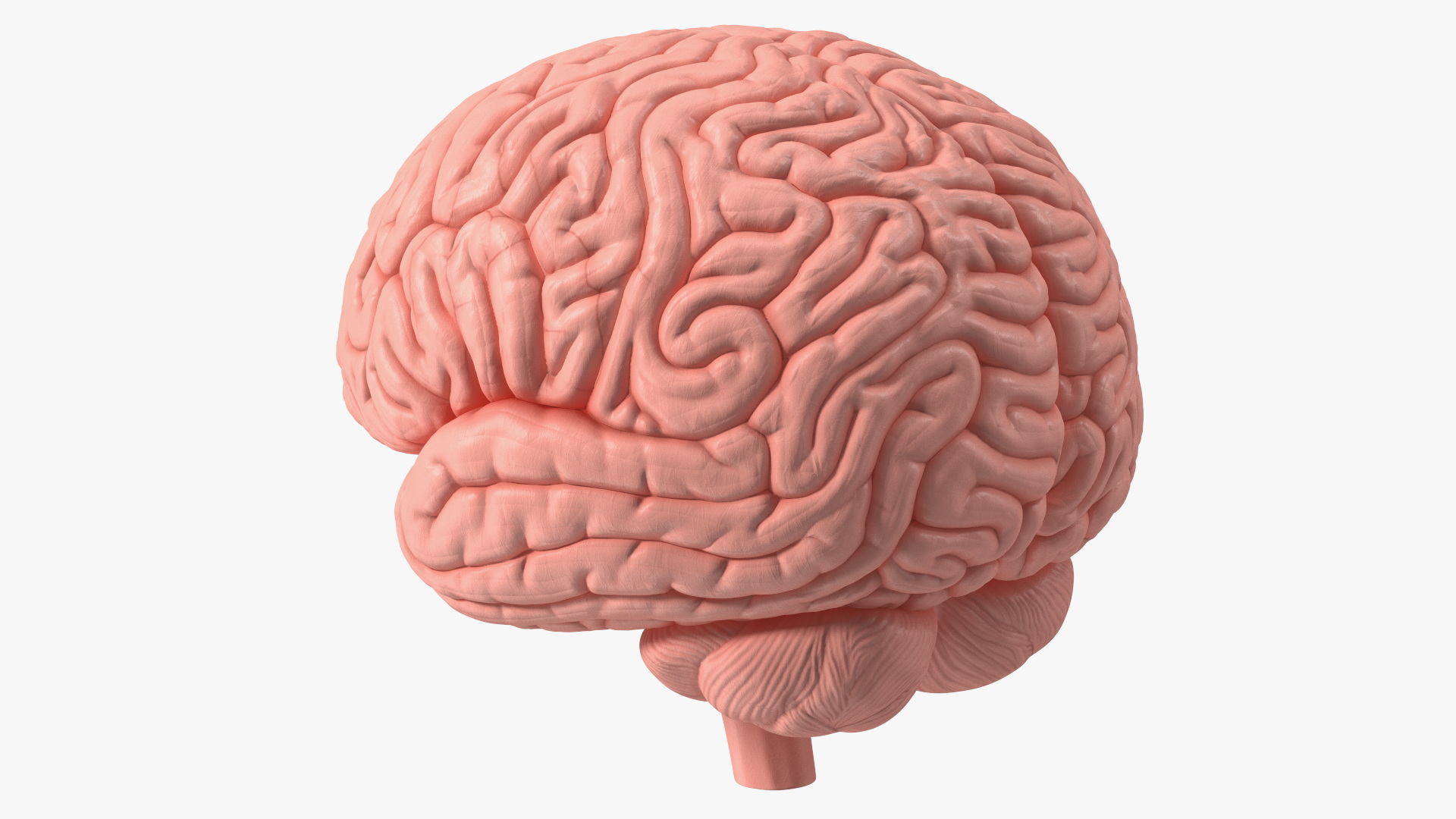 3D Human Brain Plastic Model for 3D Print model