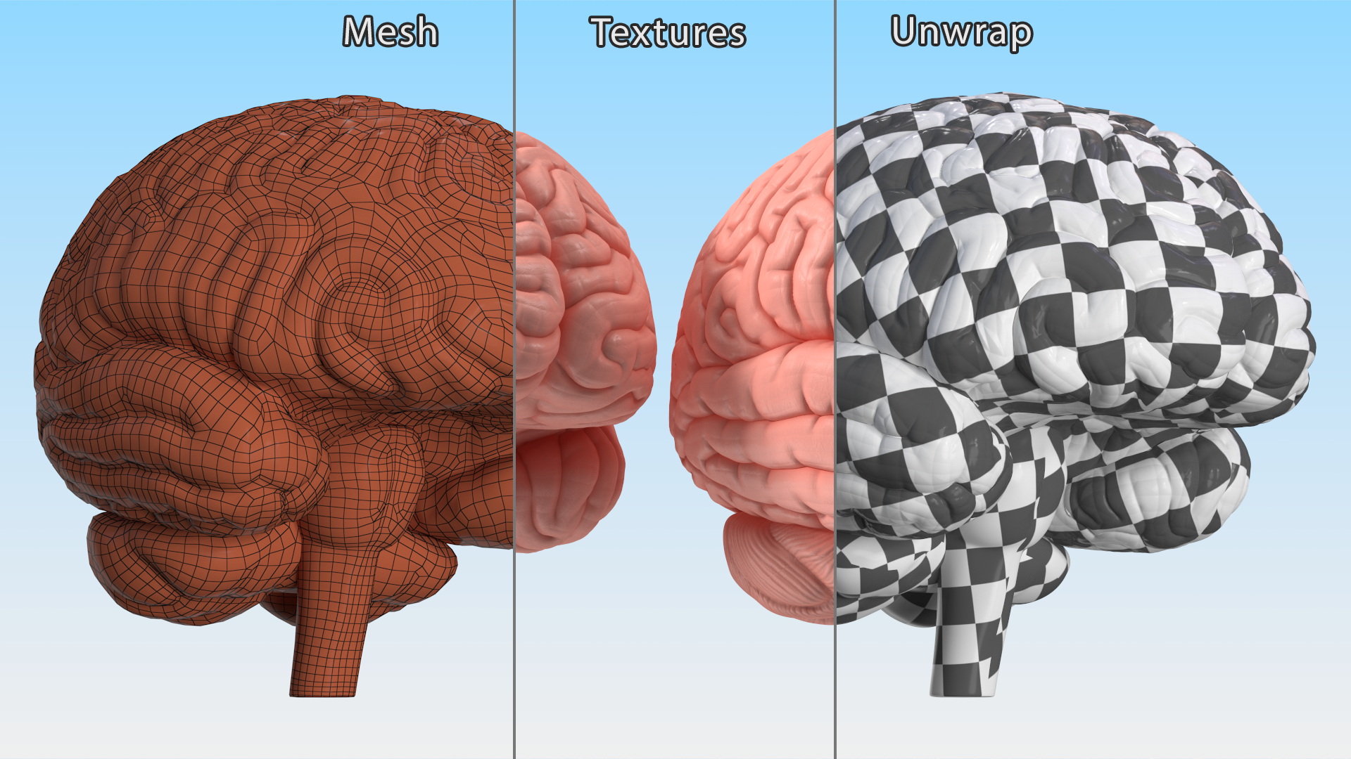 3D Human Brain Plastic Model for 3D Print model