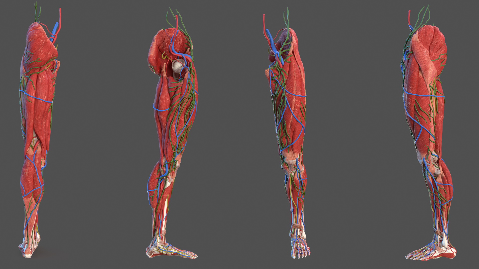 3D Male Leg Full Anatomy