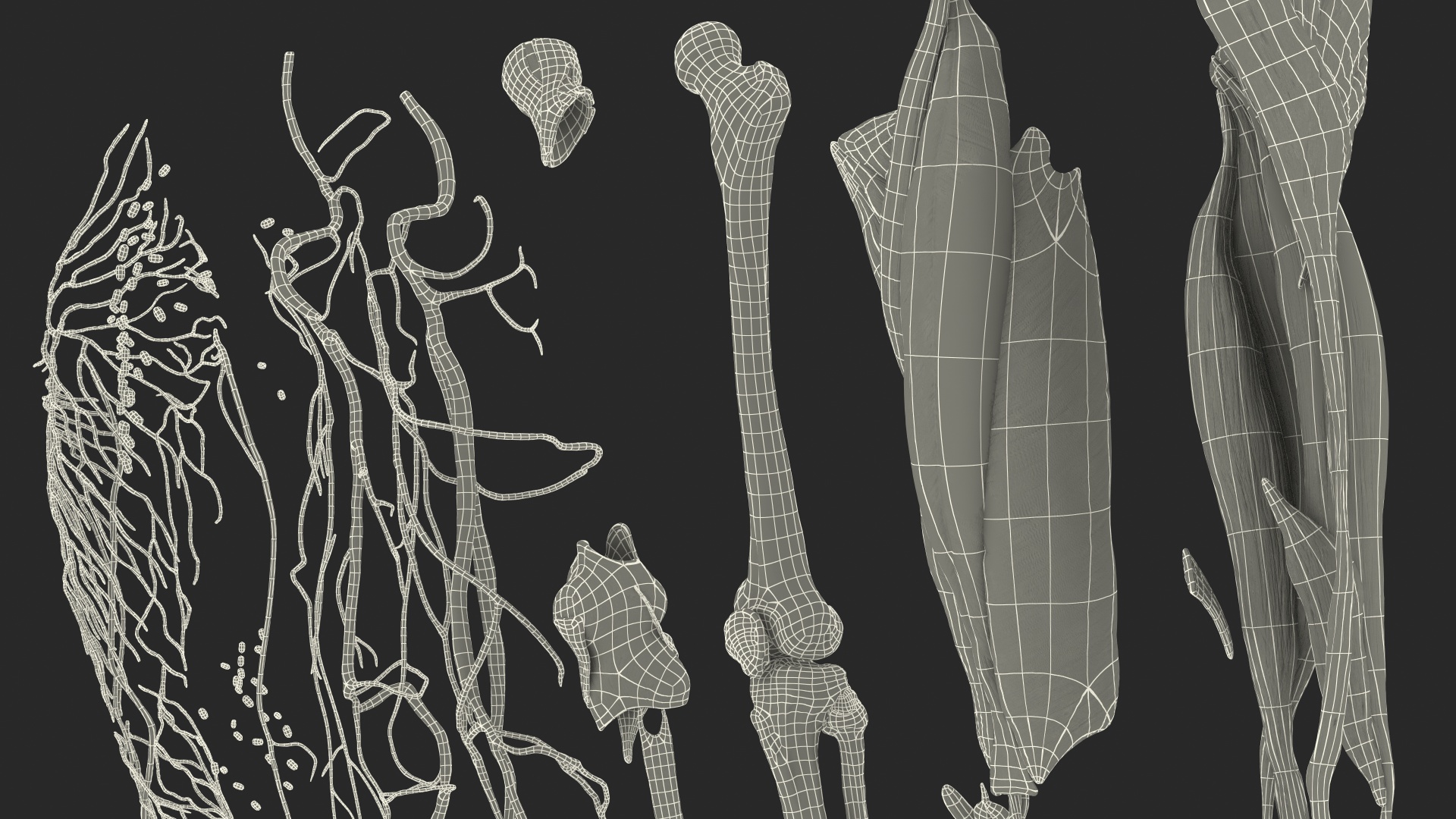 3D Male Leg Full Anatomy