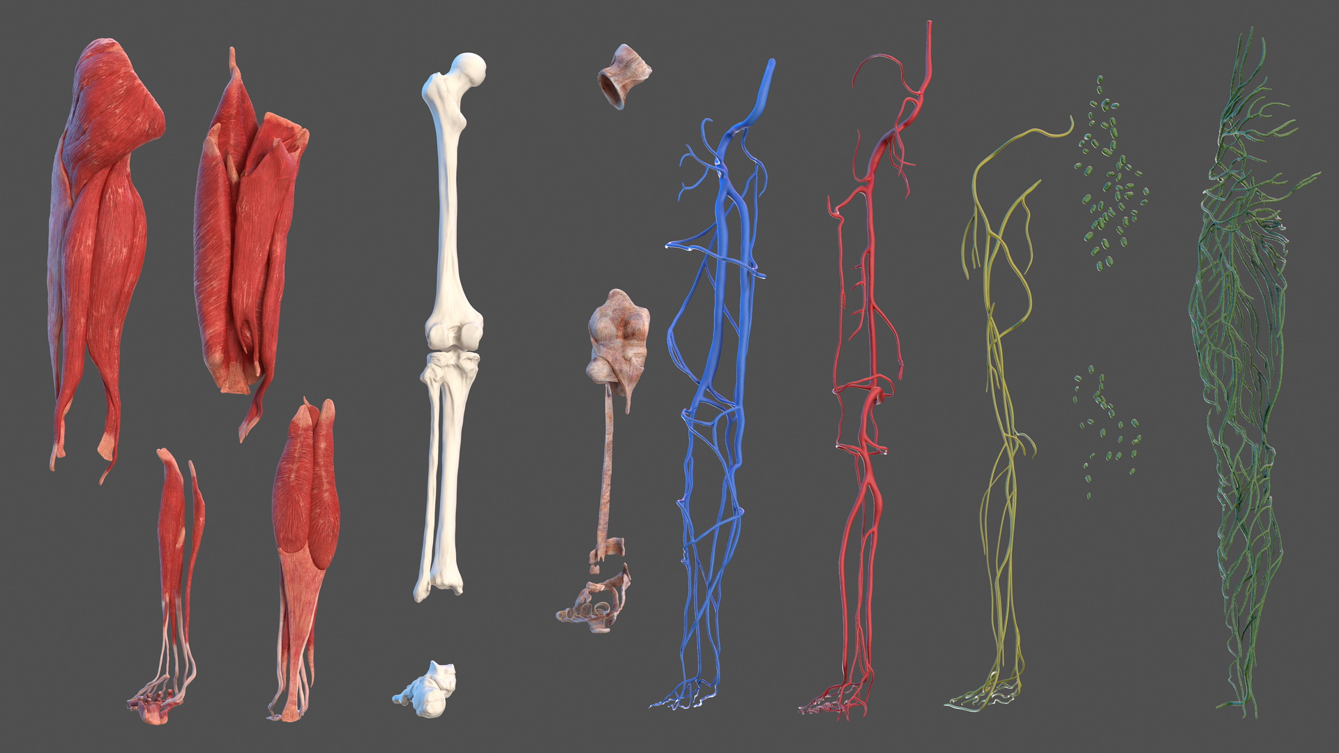 3D Male Leg Full Anatomy