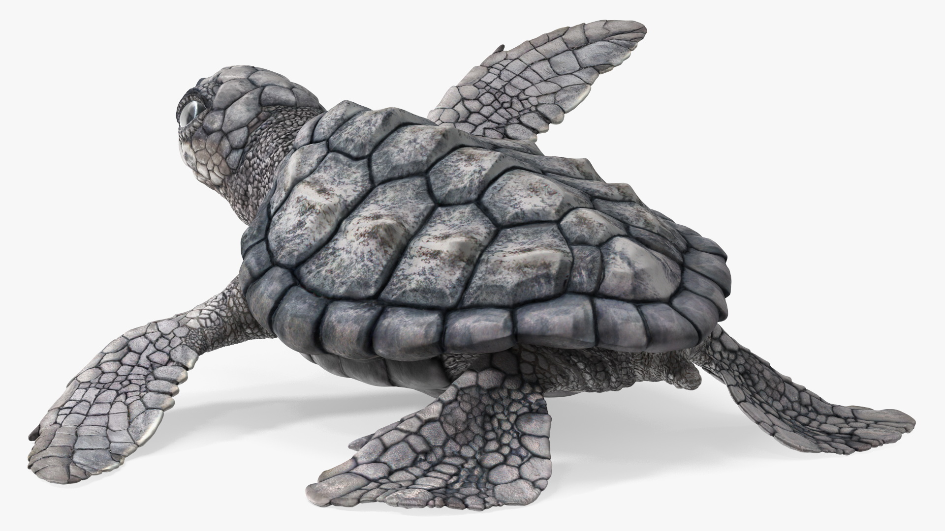 3D Baby Gray Sea Turtle Runs to the Sea