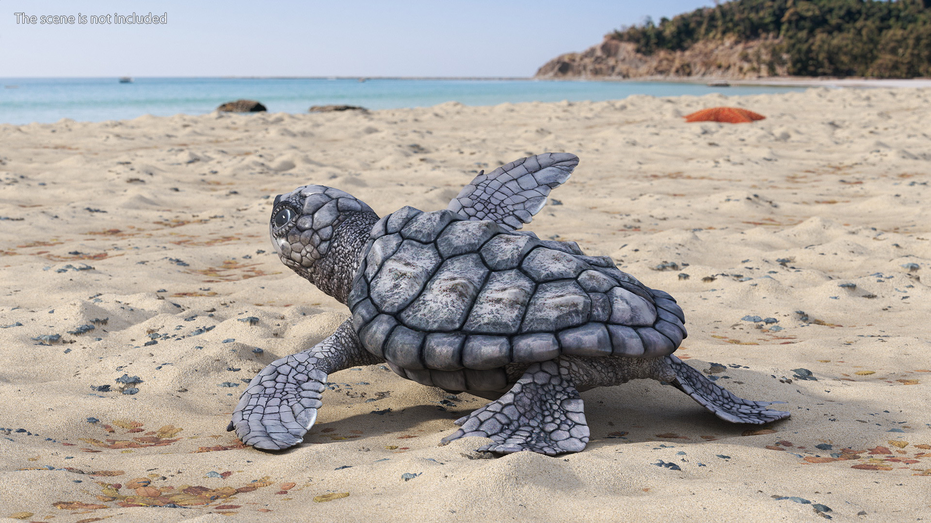 3D Baby Gray Sea Turtle Runs to the Sea