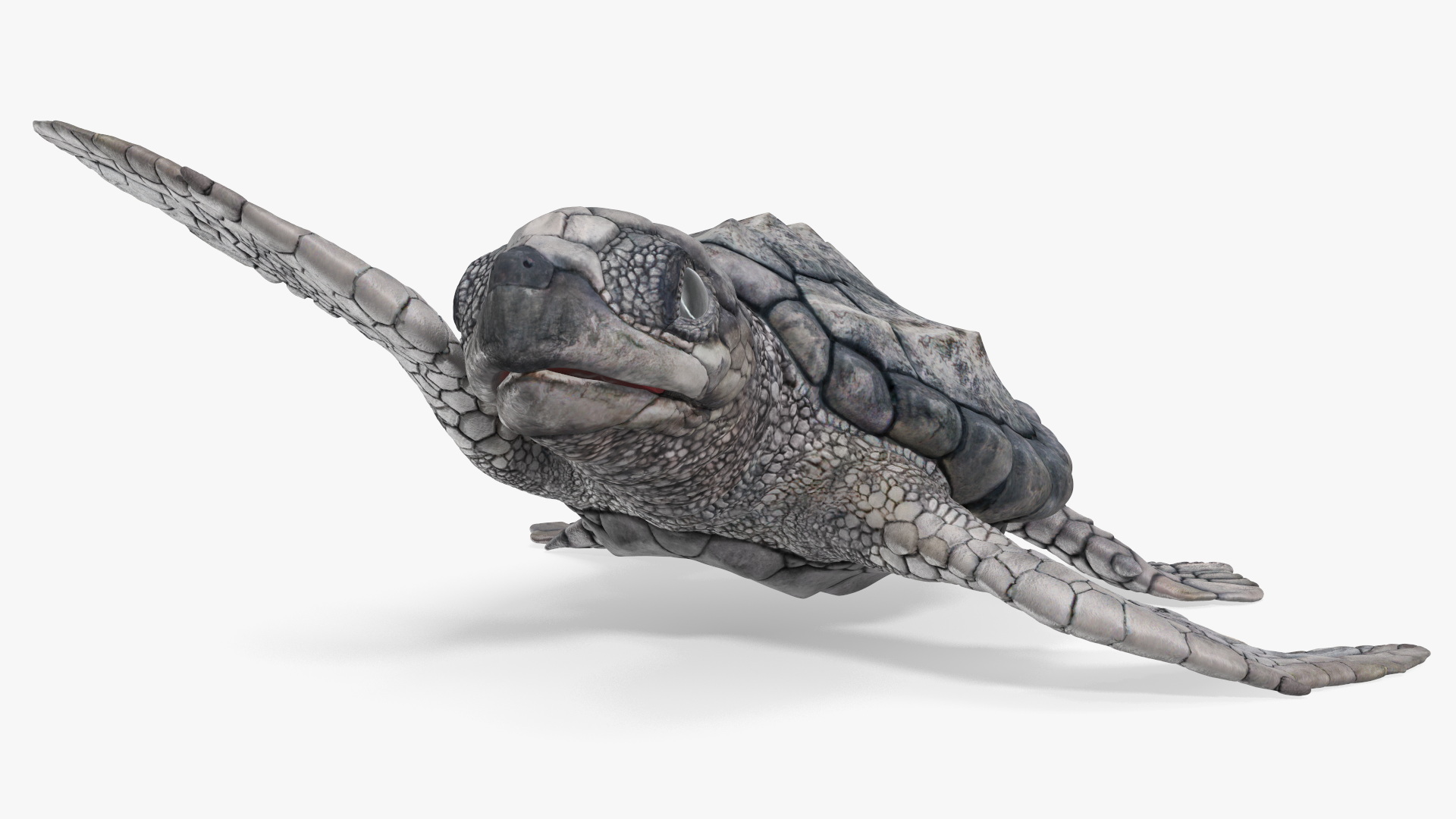 3D Baby Gray Sea Turtle Runs to the Sea