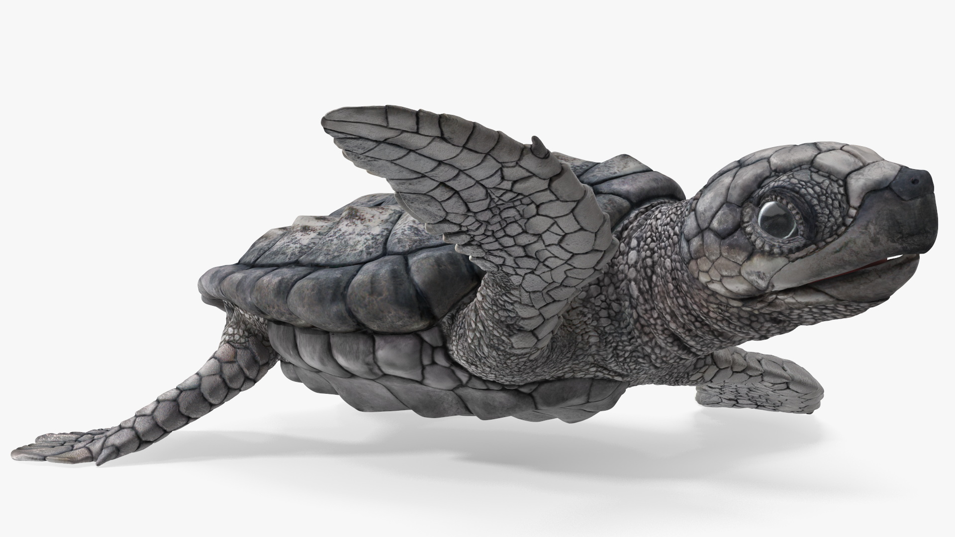 3D Baby Gray Sea Turtle Runs to the Sea