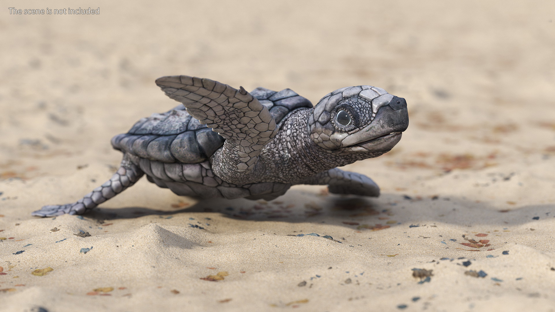 3D Baby Gray Sea Turtle Runs to the Sea