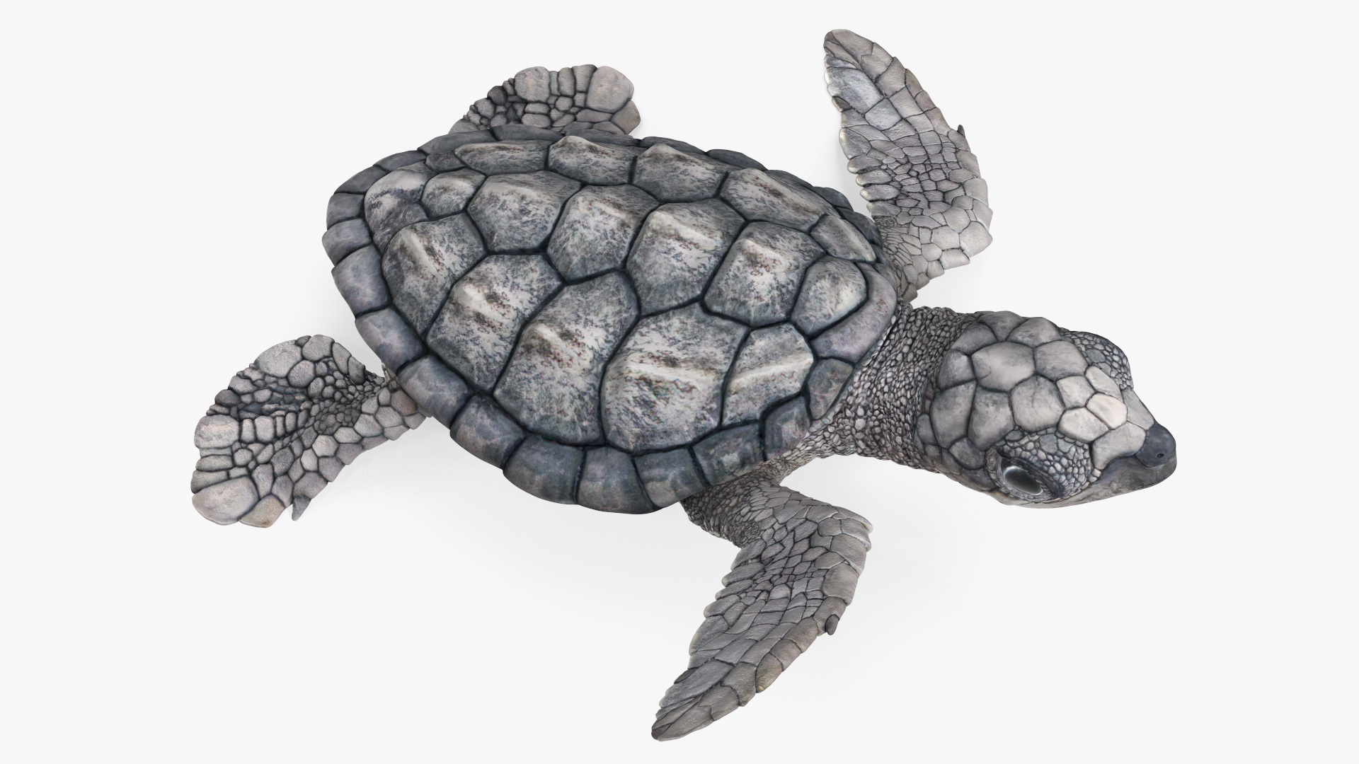 3D Baby Gray Sea Turtle Runs to the Sea