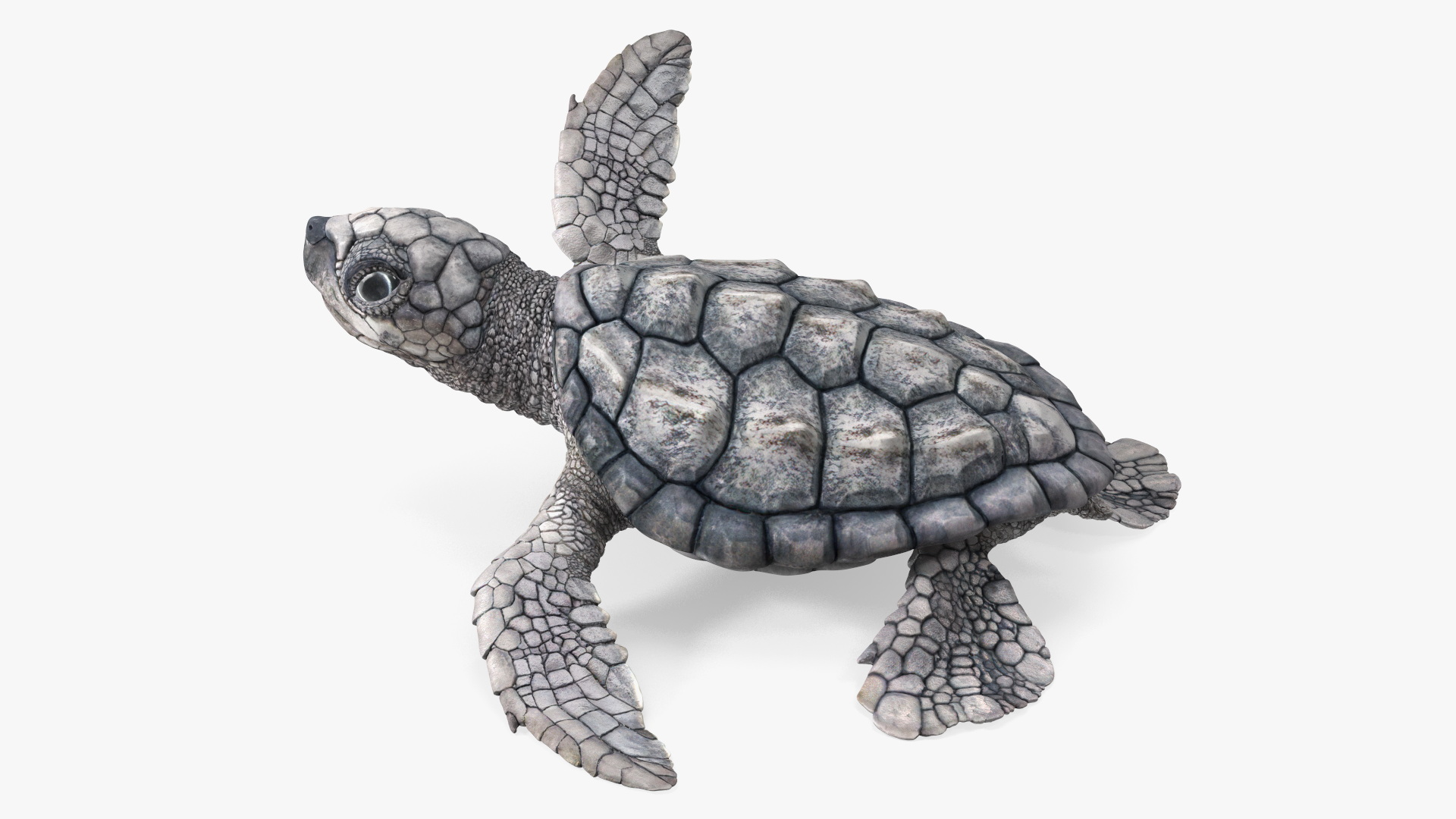 3D Baby Gray Sea Turtle Runs to the Sea