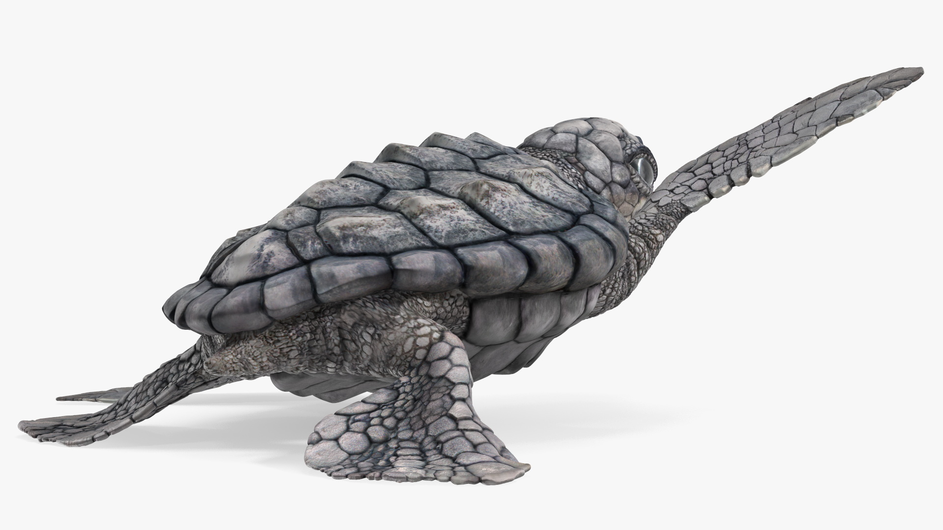3D Baby Gray Sea Turtle Runs to the Sea