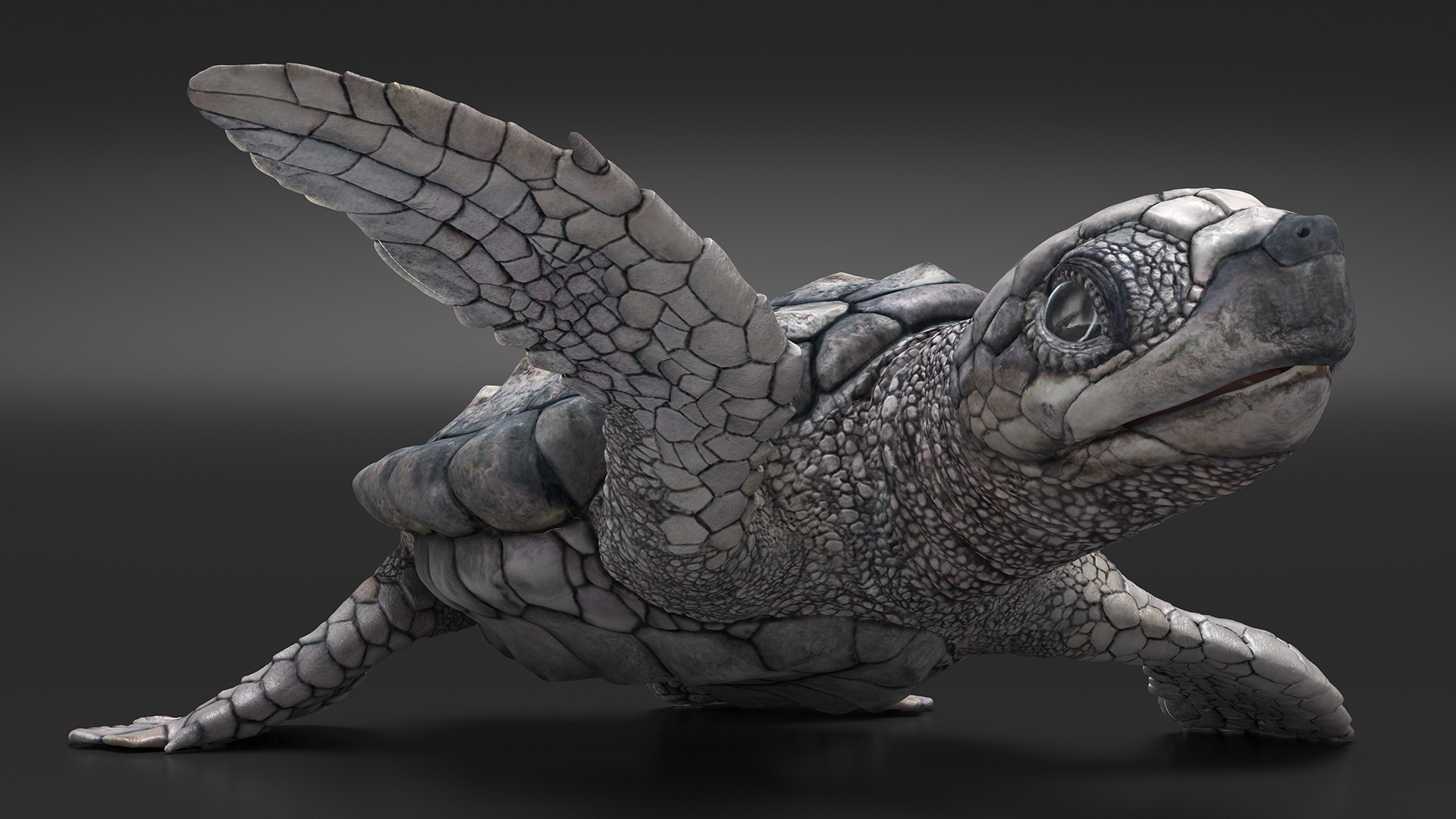 3D Baby Gray Sea Turtle Runs to the Sea