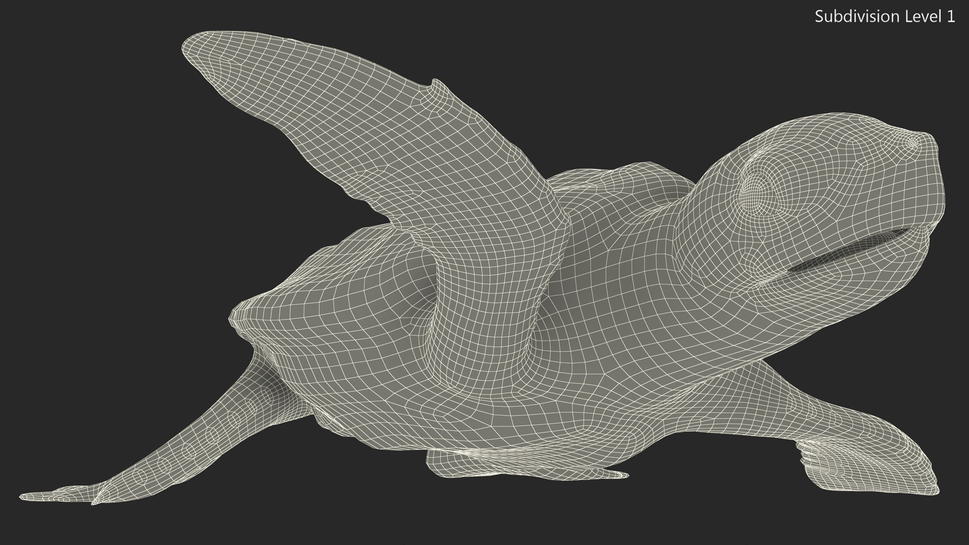 3D Baby Gray Sea Turtle Runs to the Sea