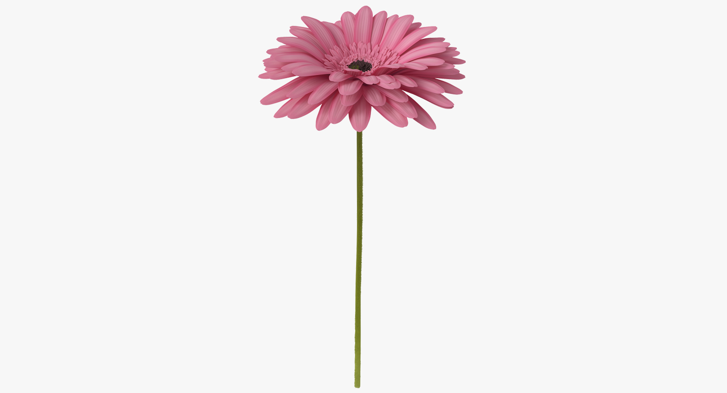 Pink Gerbera Flower 3D model