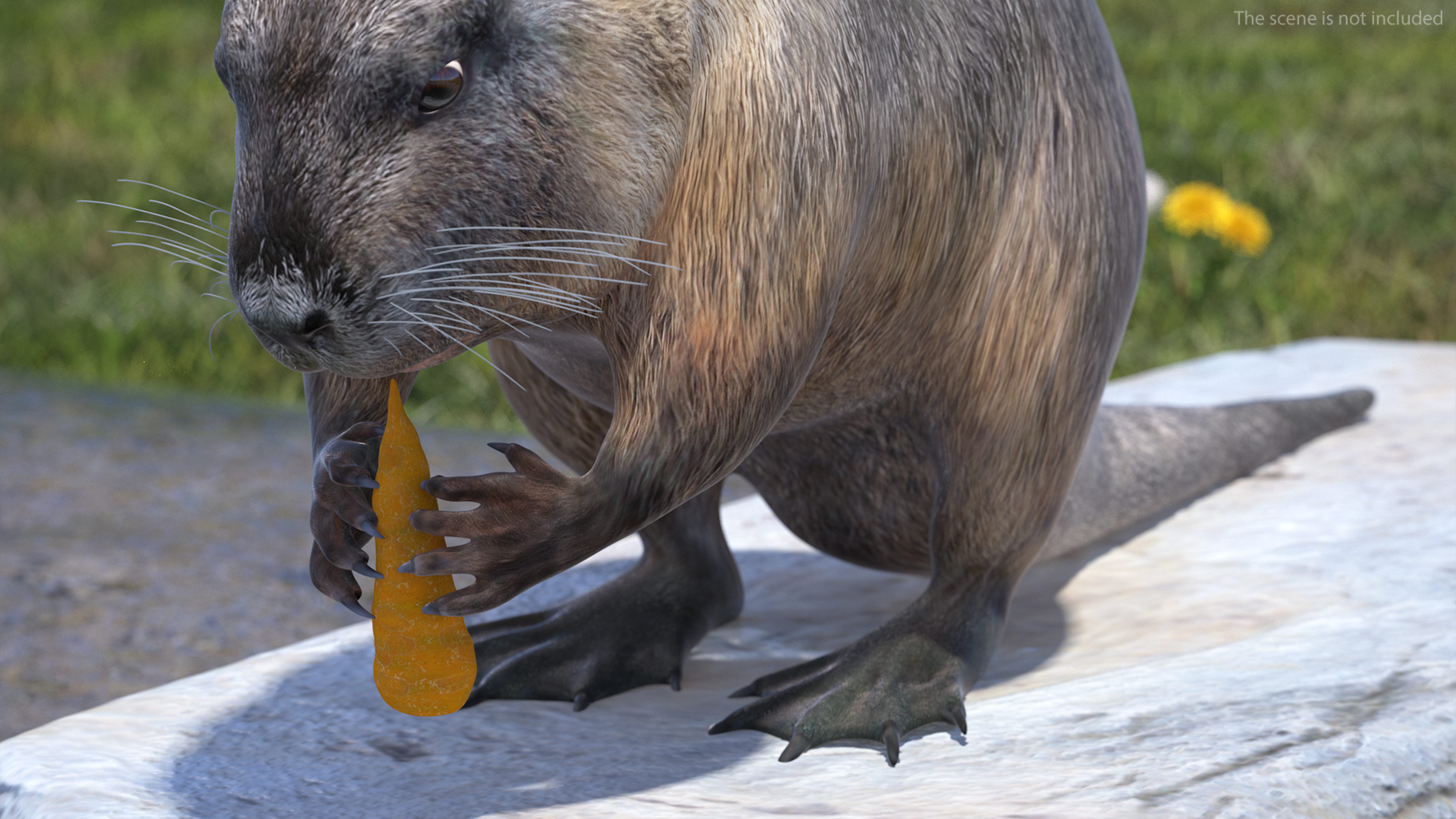 3D model Nutria Eating Carrot