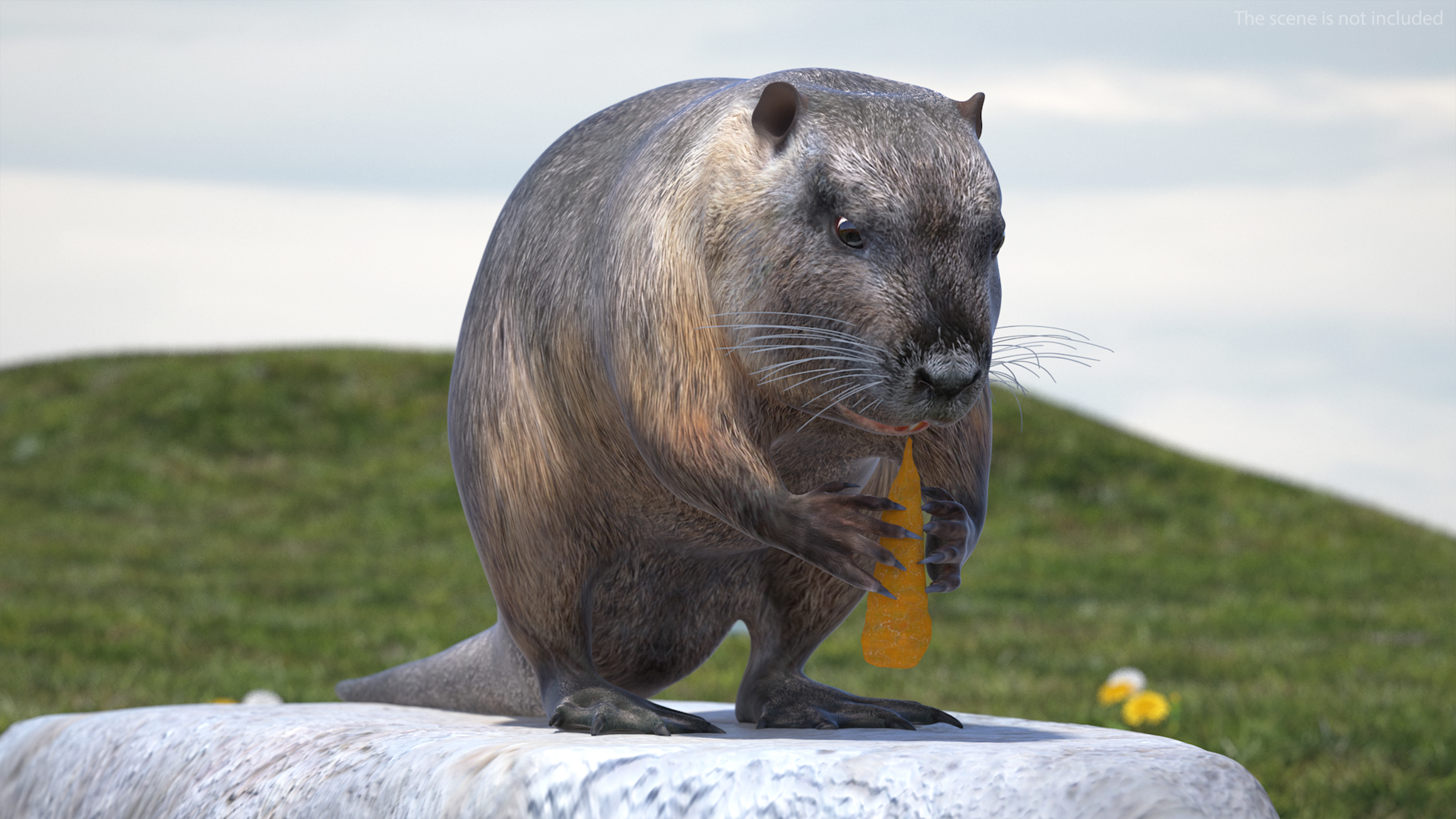 3D model Nutria Eating Carrot