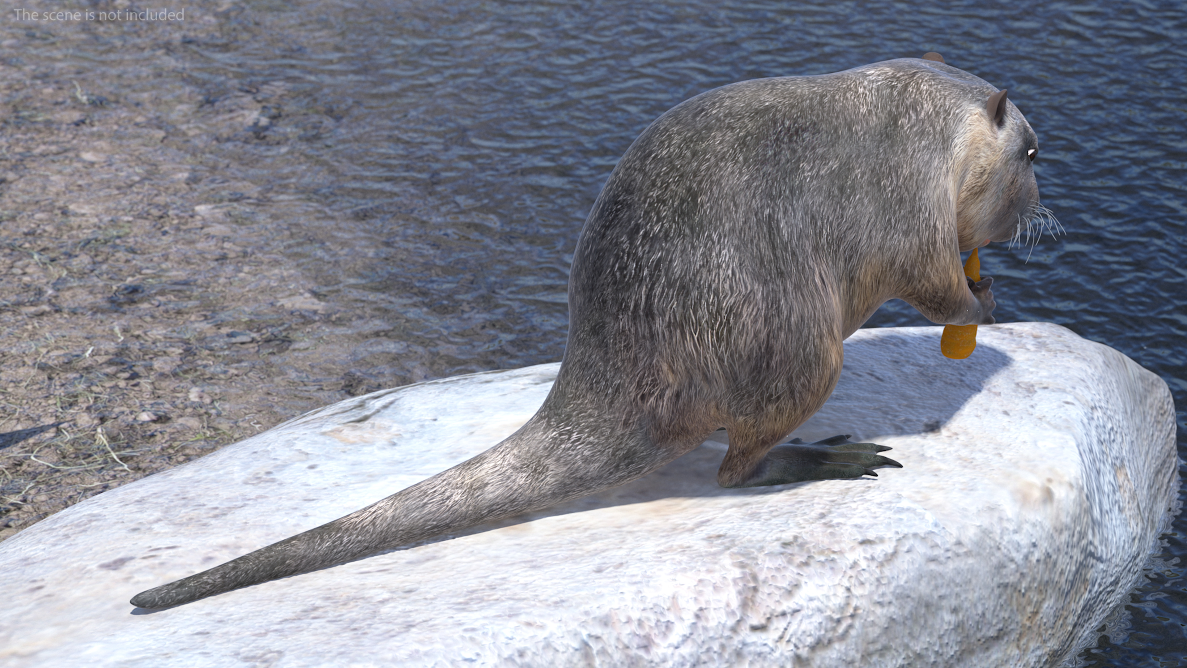 3D model Nutria Eating Carrot