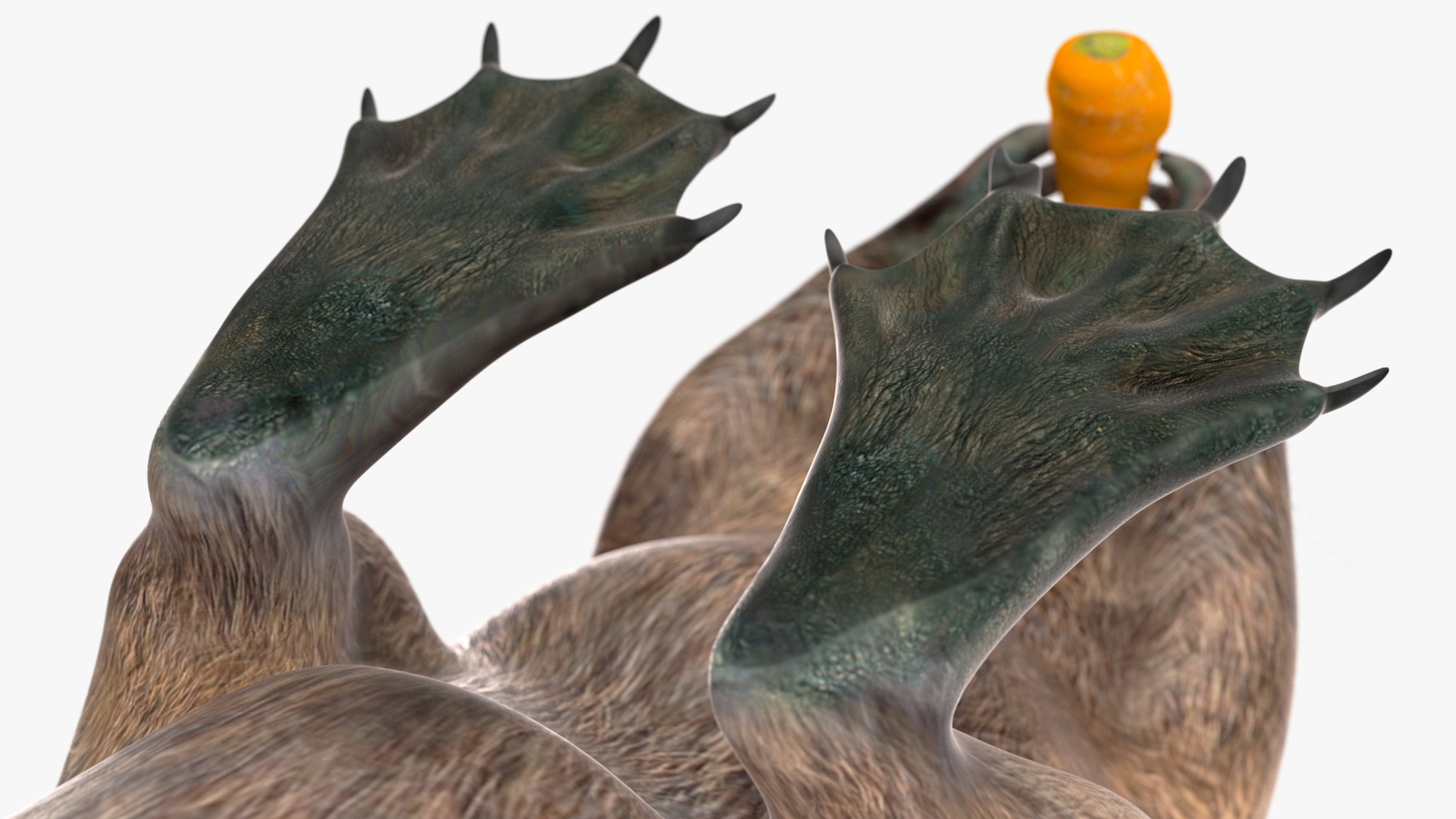 3D model Nutria Eating Carrot