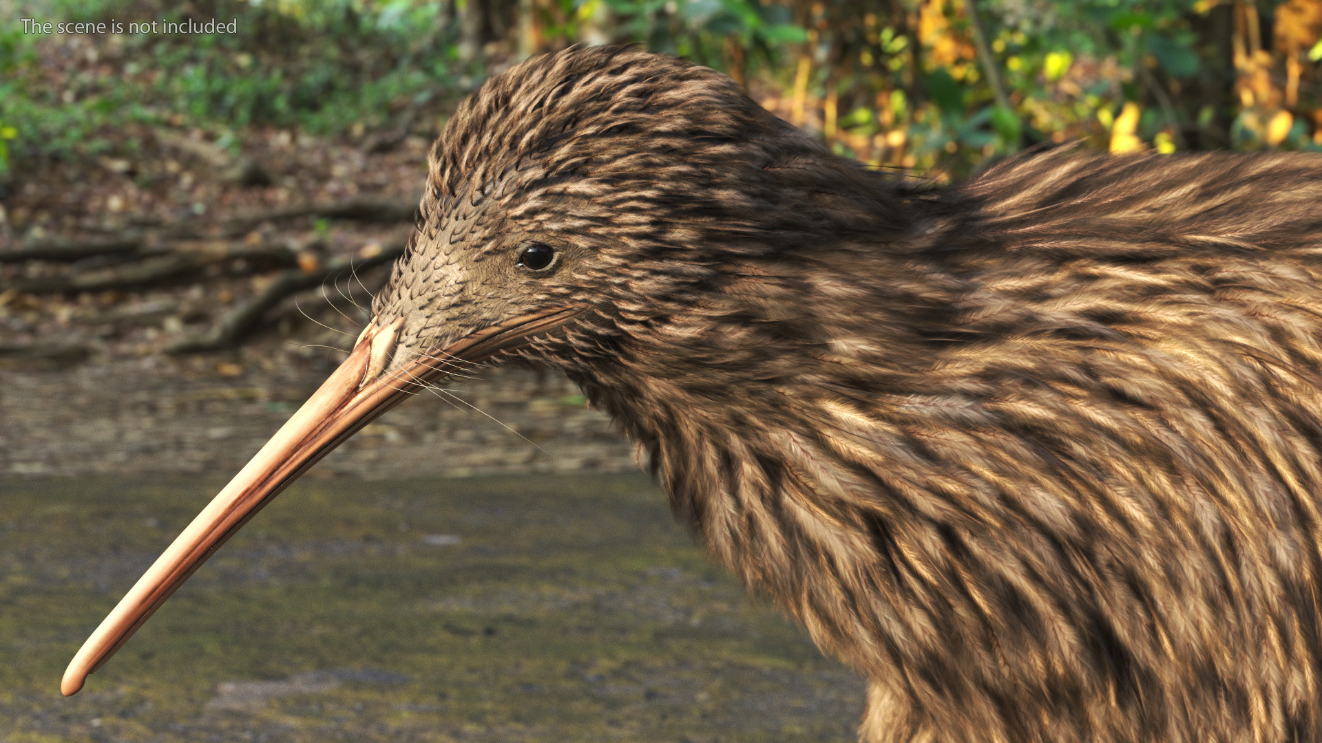 3D Run Pose Kiwi Bird model