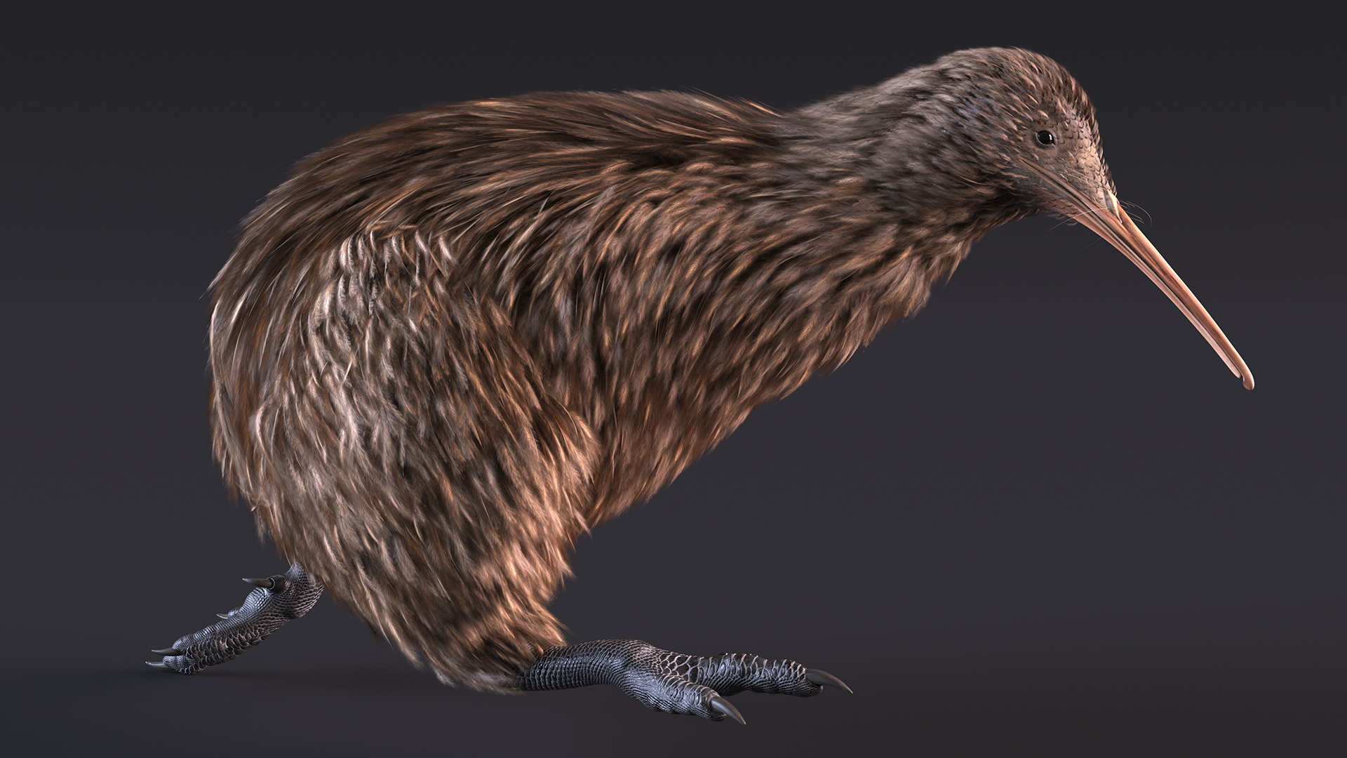 3D Run Pose Kiwi Bird model