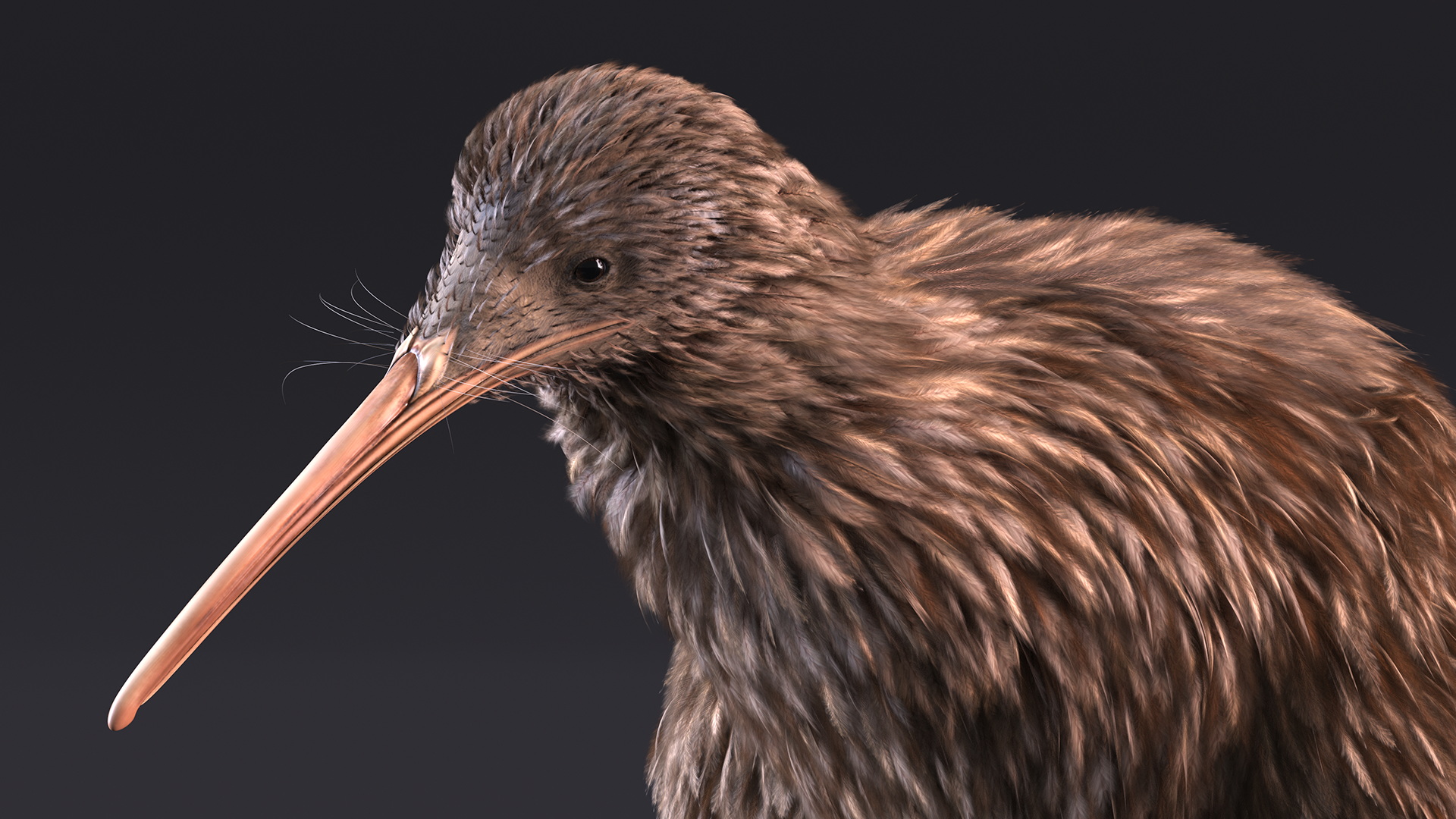 3D Run Pose Kiwi Bird model