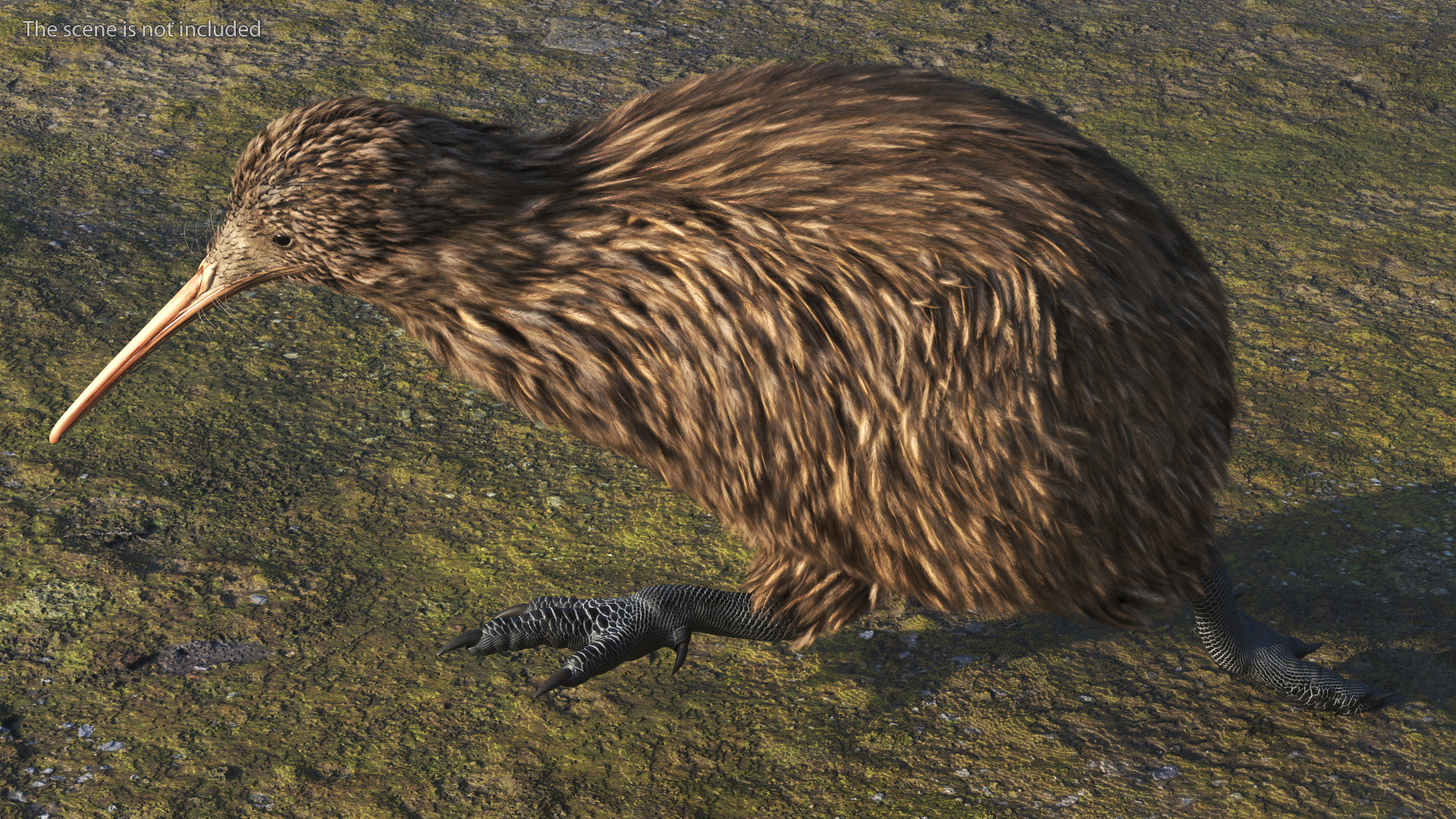 3D Run Pose Kiwi Bird model