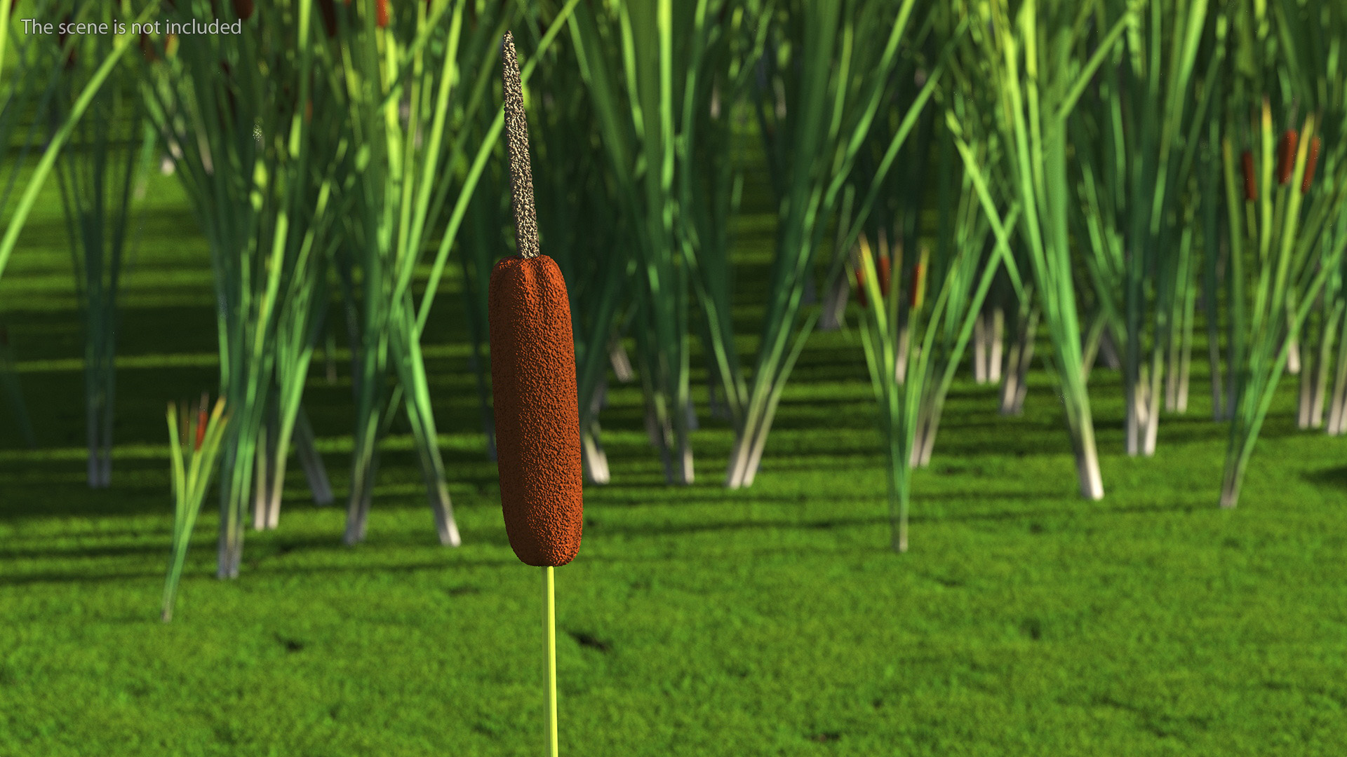 3D Typha Latifolia Plant Flower model
