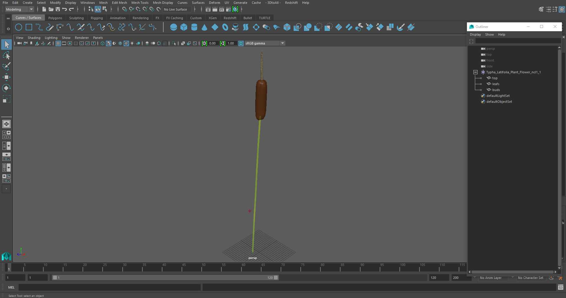 3D Typha Latifolia Plant Flower model