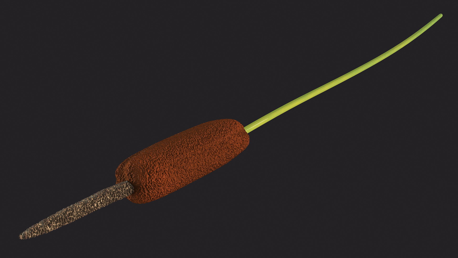 3D Typha Latifolia Plant Flower model