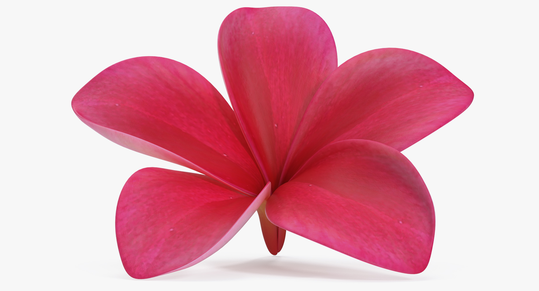 3D Plumeria Red Flower Lei model