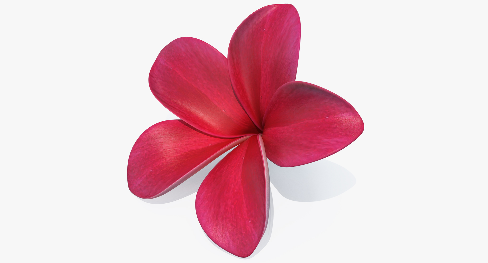 3D Plumeria Red Flower Lei model