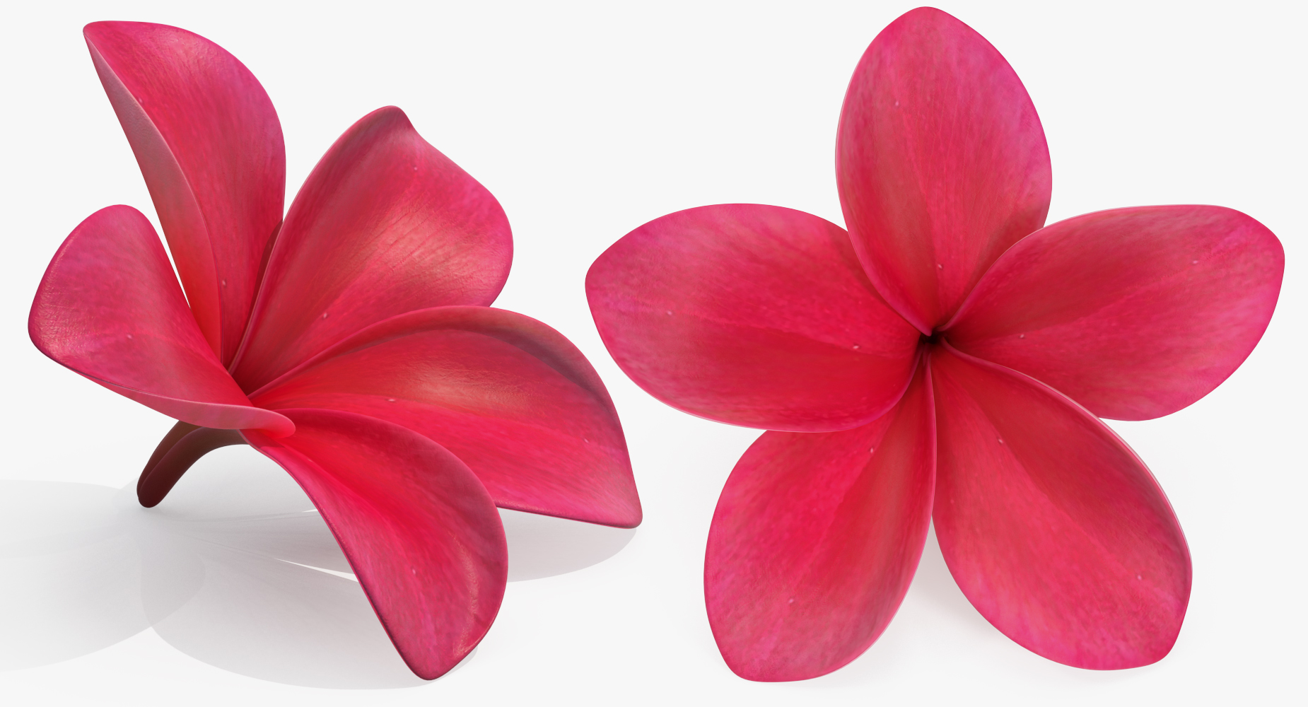 3D Plumeria Red Flower Lei model
