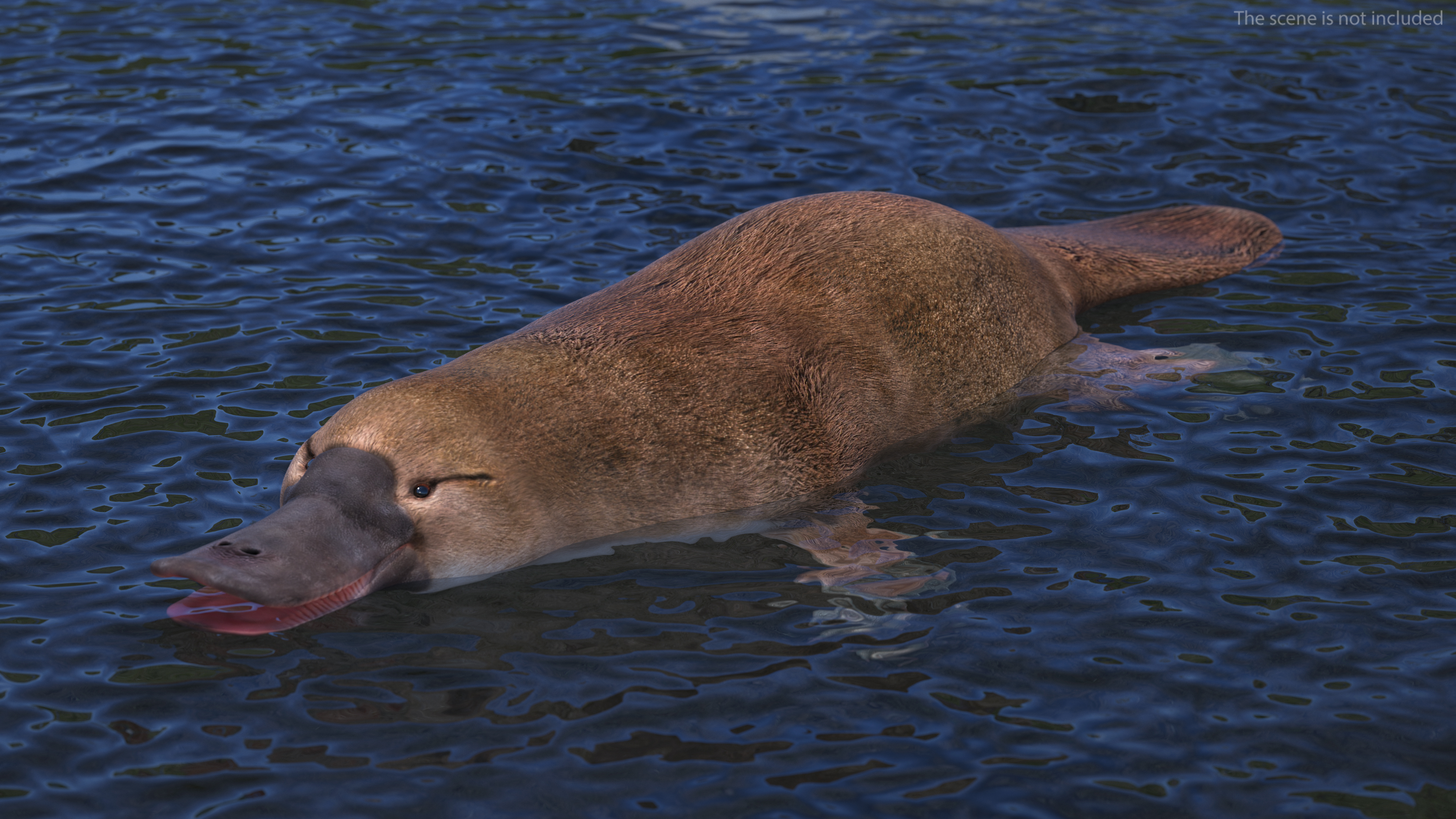 Ornithorhynchus Anatinus 3D model
