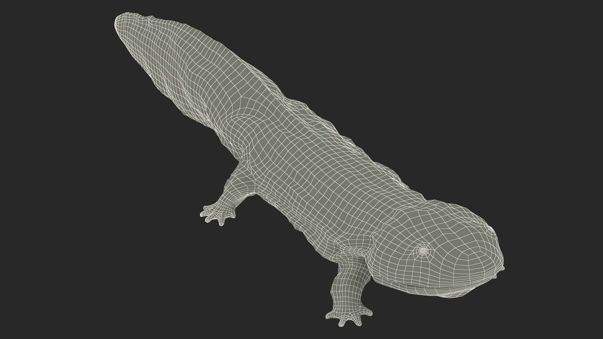 Chinese Giant Salamander Light Wet 3D model