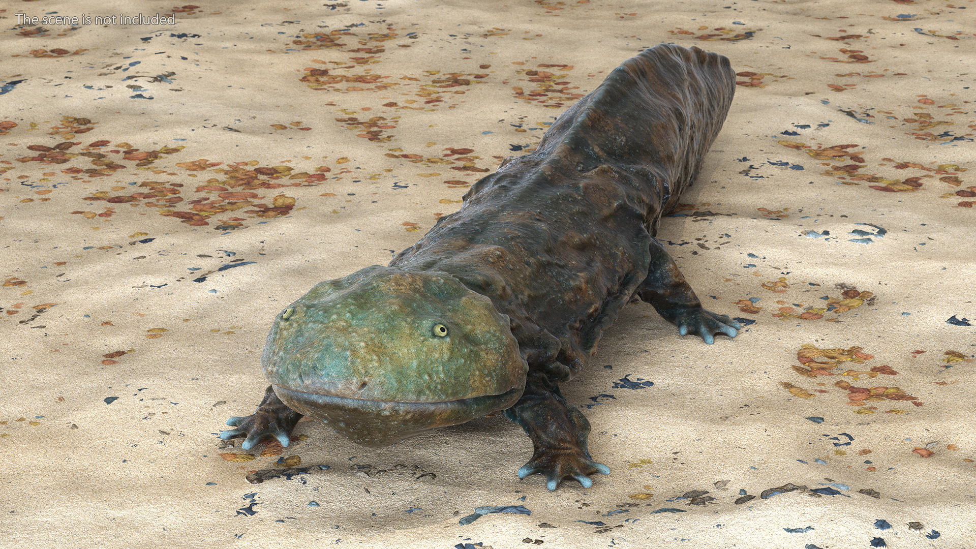 Chinese Giant Salamander Light Wet 3D model
