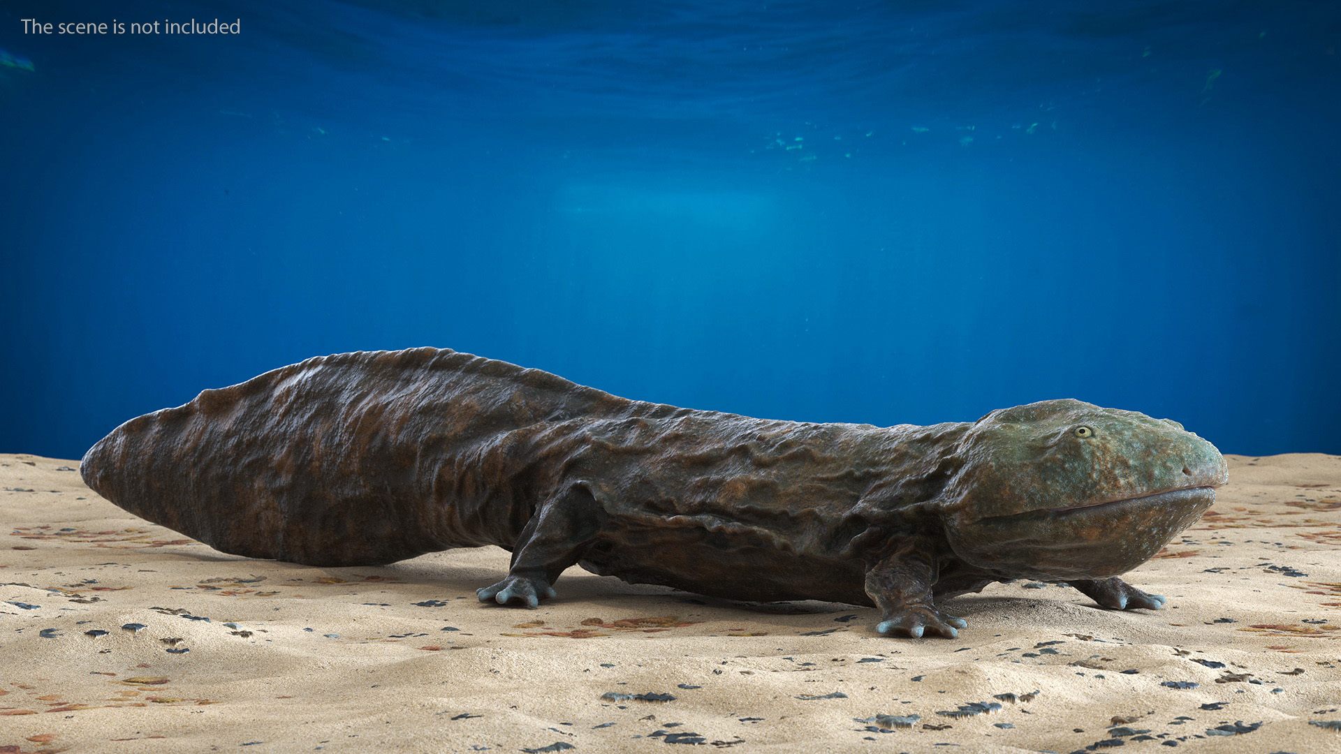 Chinese Giant Salamander Light Wet 3D model