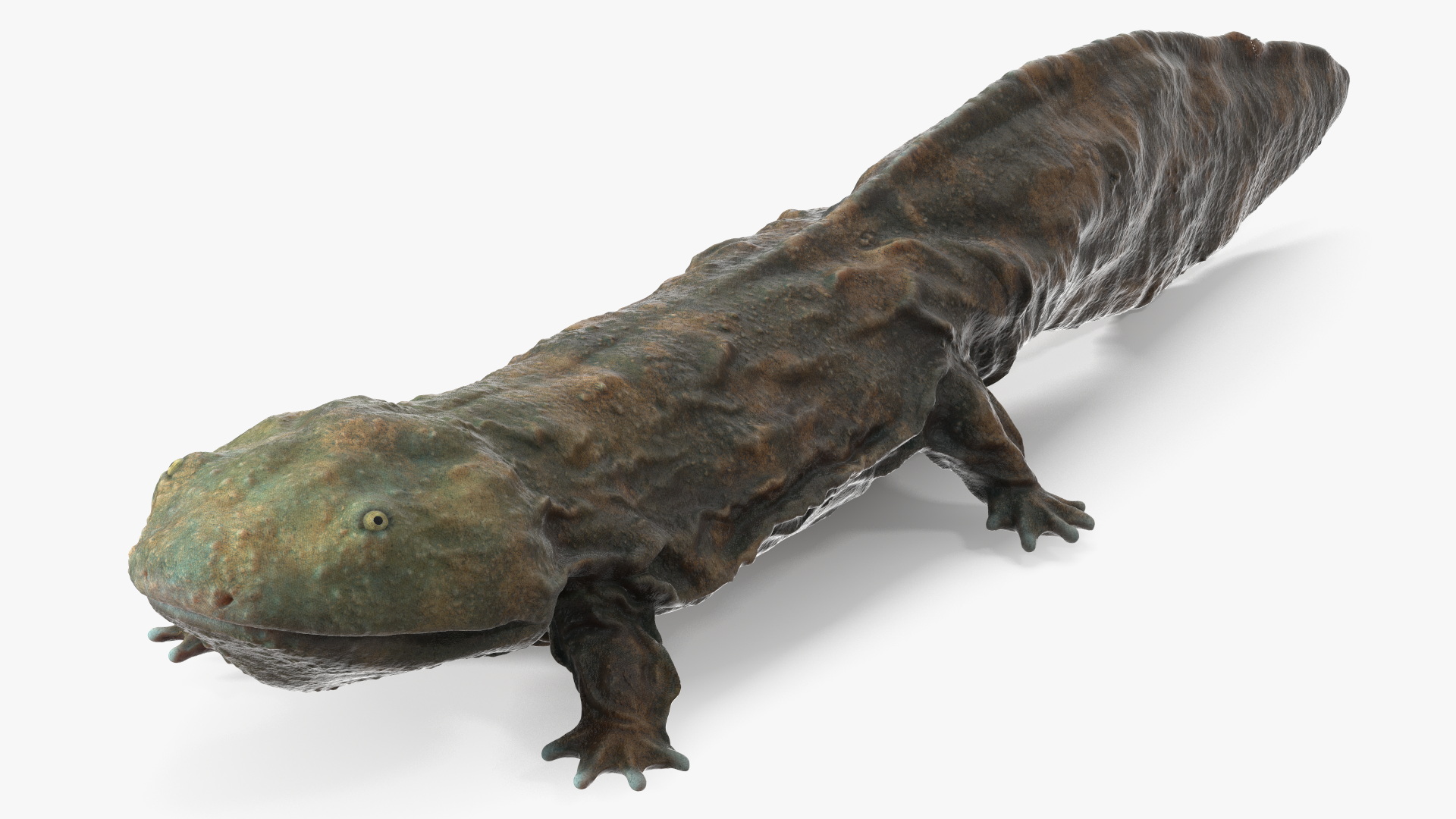 Chinese Giant Salamander Light Wet 3D model