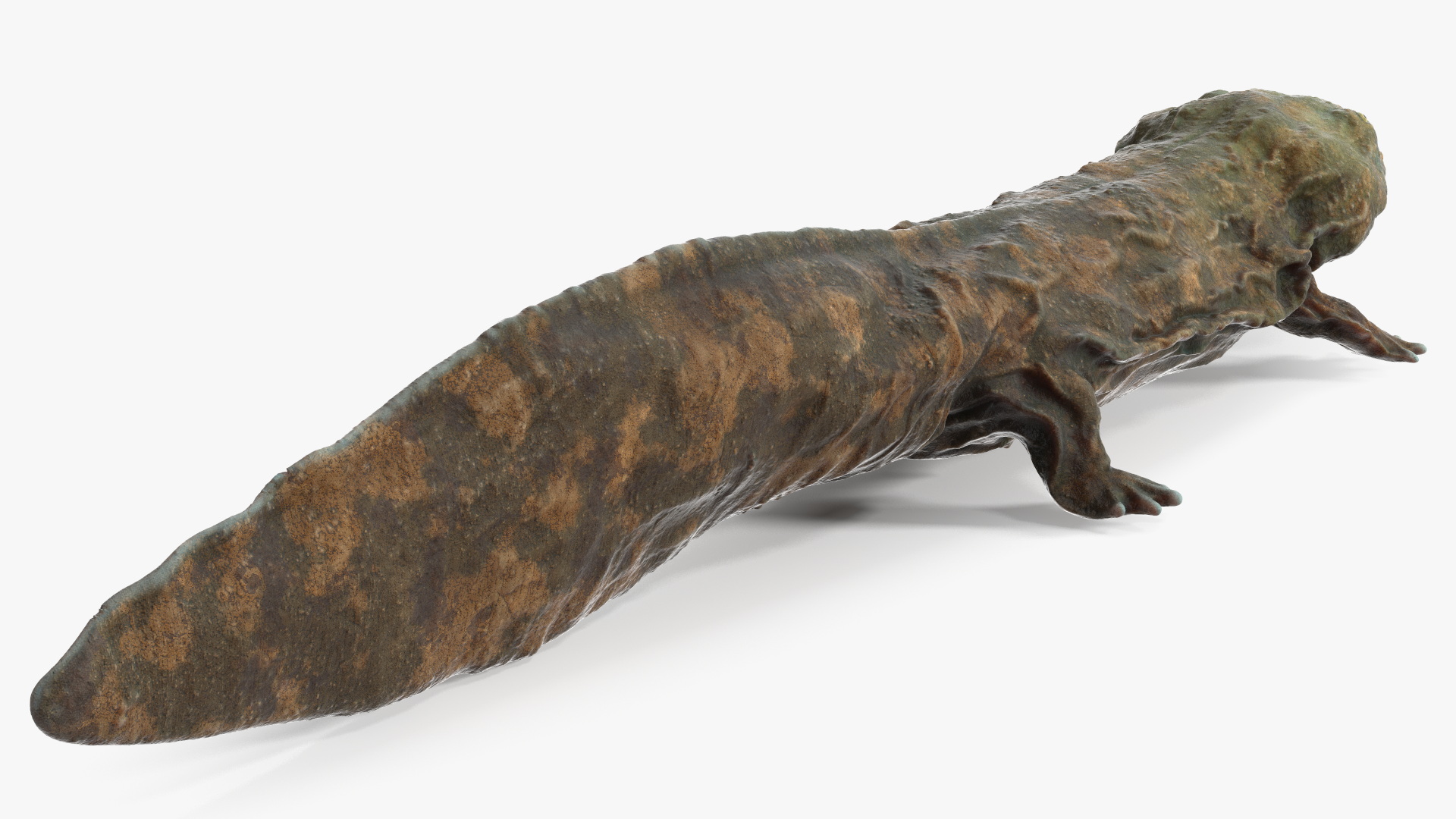 Chinese Giant Salamander Light Wet 3D model