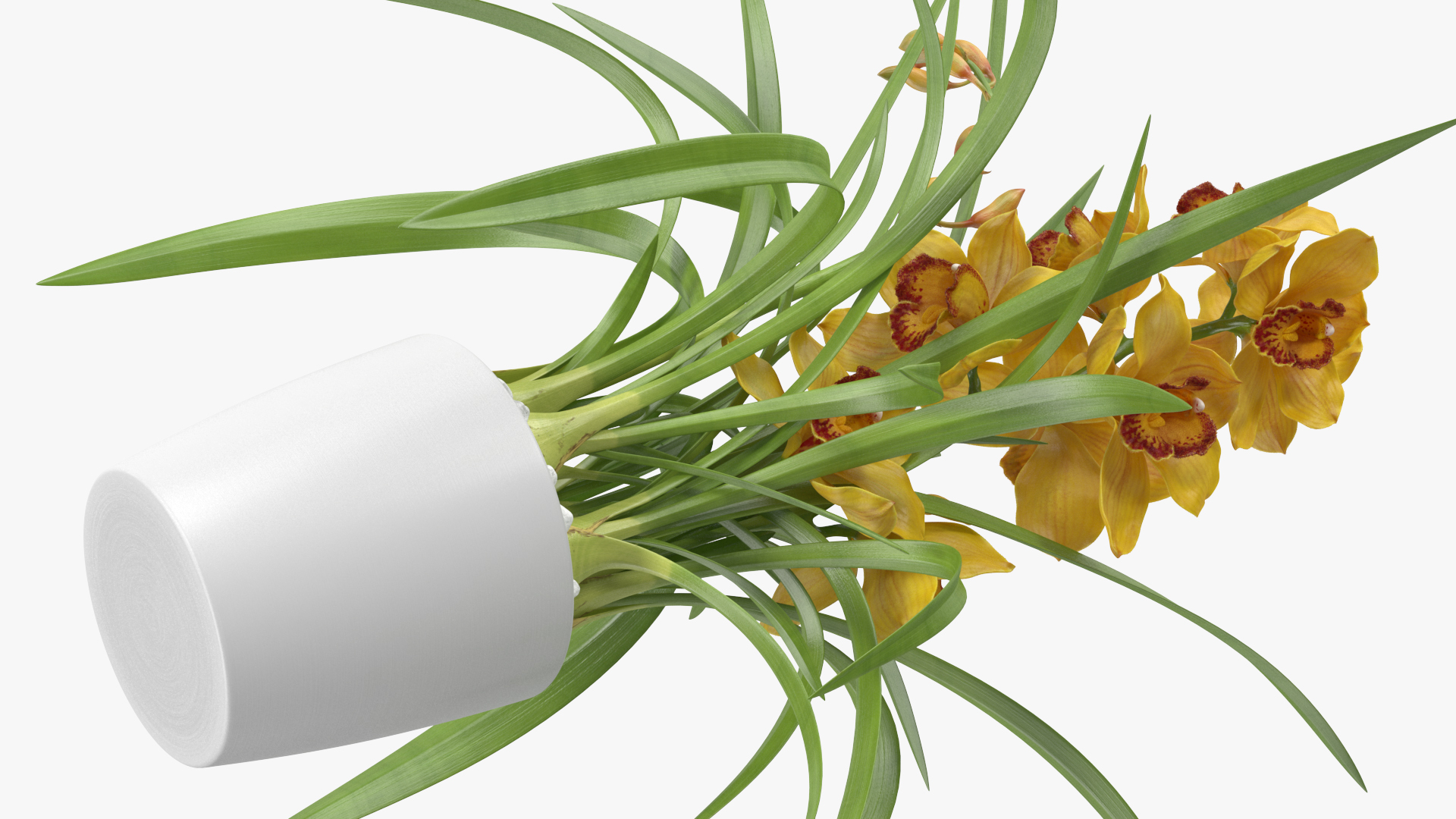 3D Orchid Pot Flower Yellow Fur model