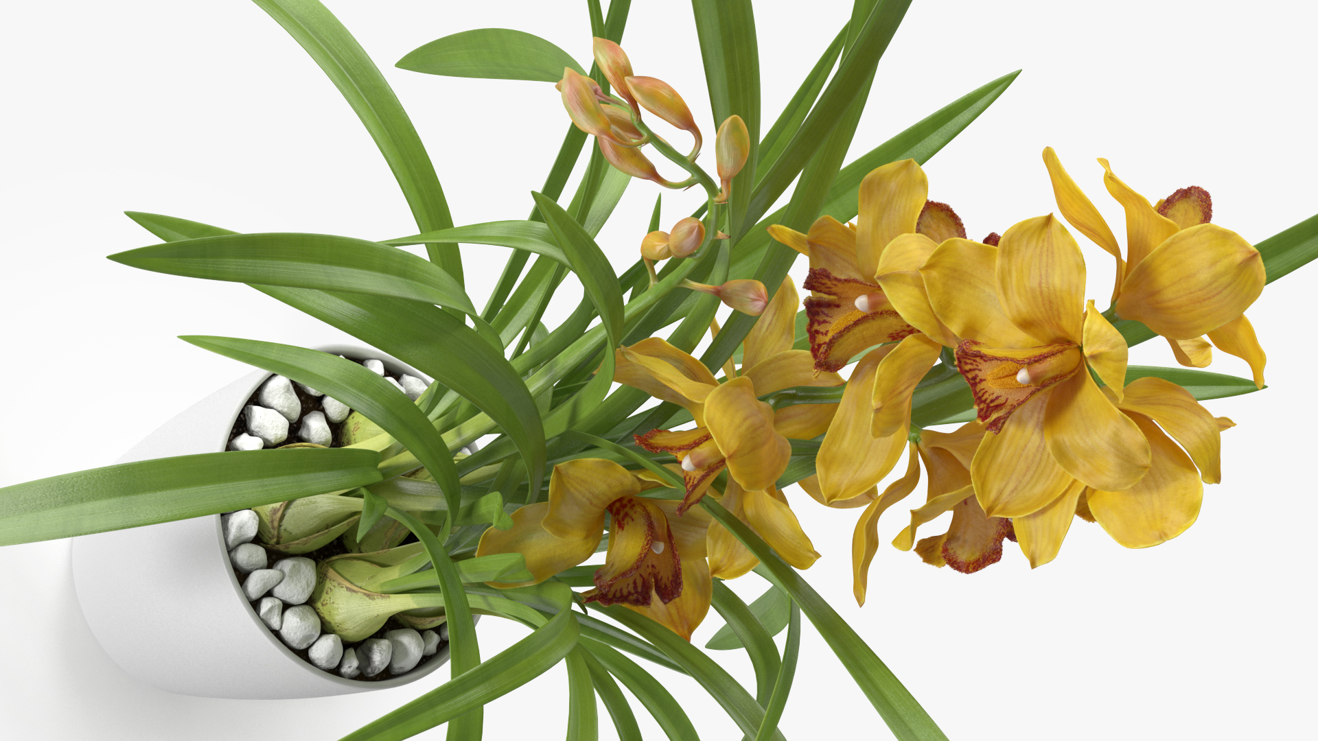 3D Orchid Pot Flower Yellow Fur model