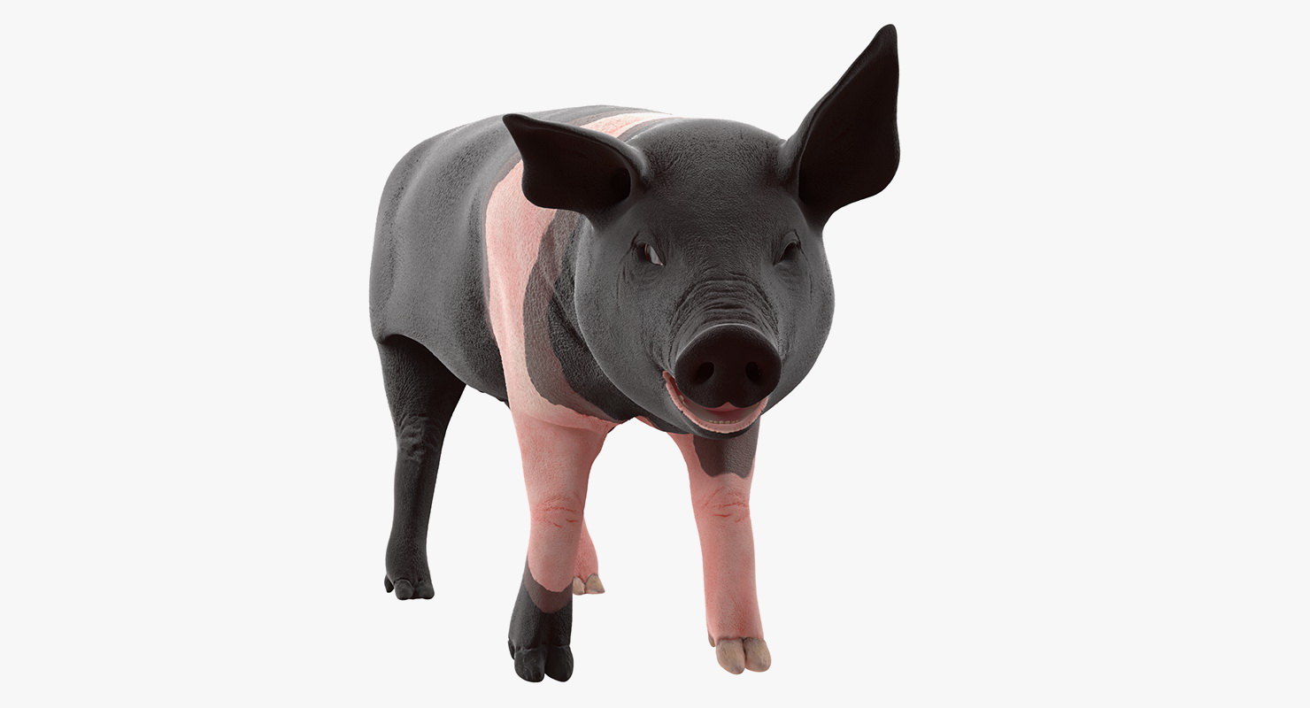 Hampshire Pig Piglet Rigged 3D