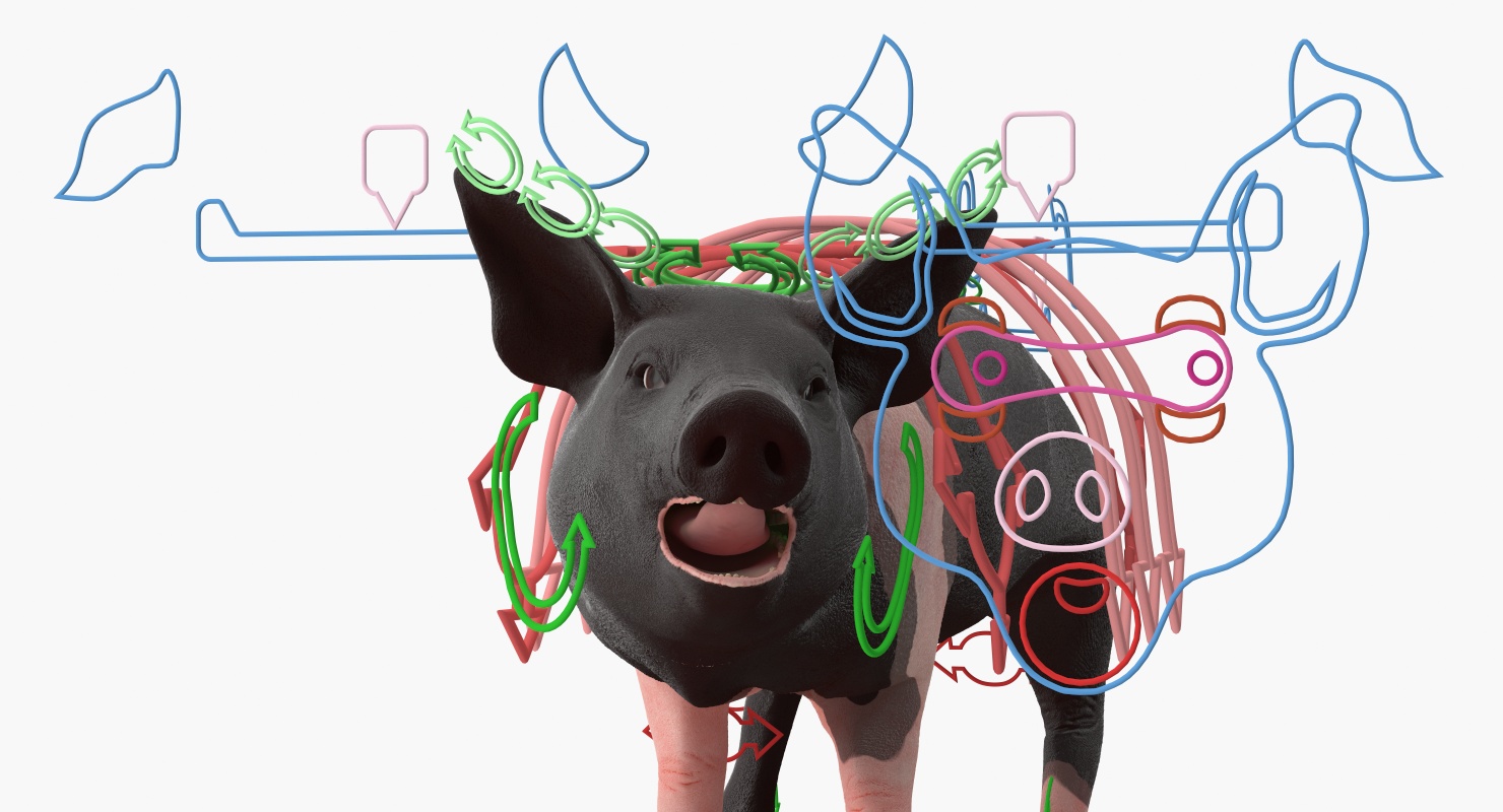 Hampshire Pig Piglet Rigged 3D
