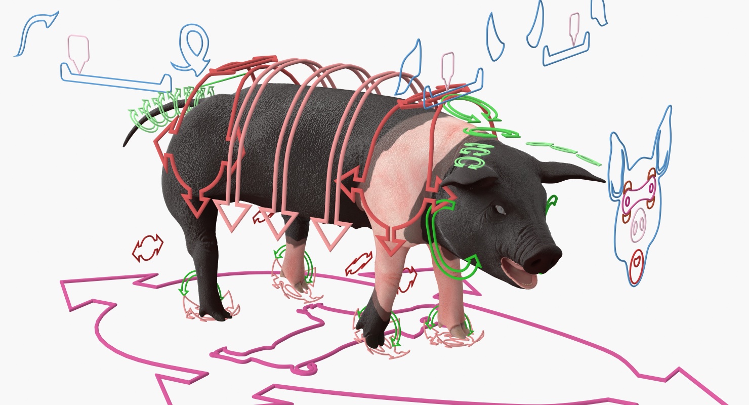 Hampshire Pig Piglet Rigged 3D