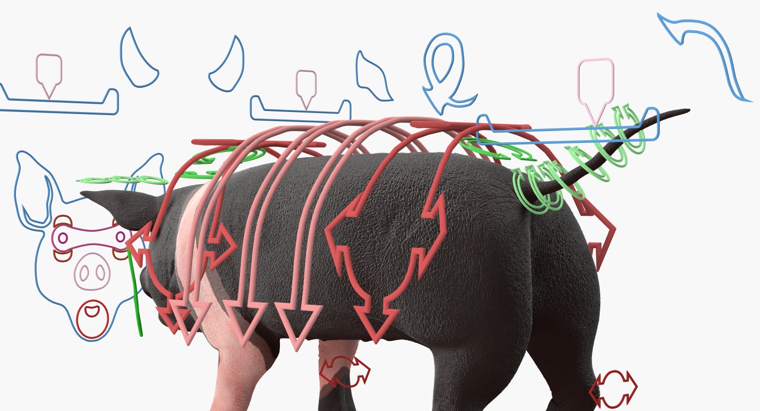 Hampshire Pig Piglet Rigged 3D
