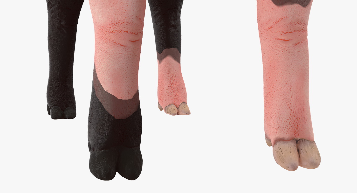 Hampshire Pig Piglet Rigged 3D