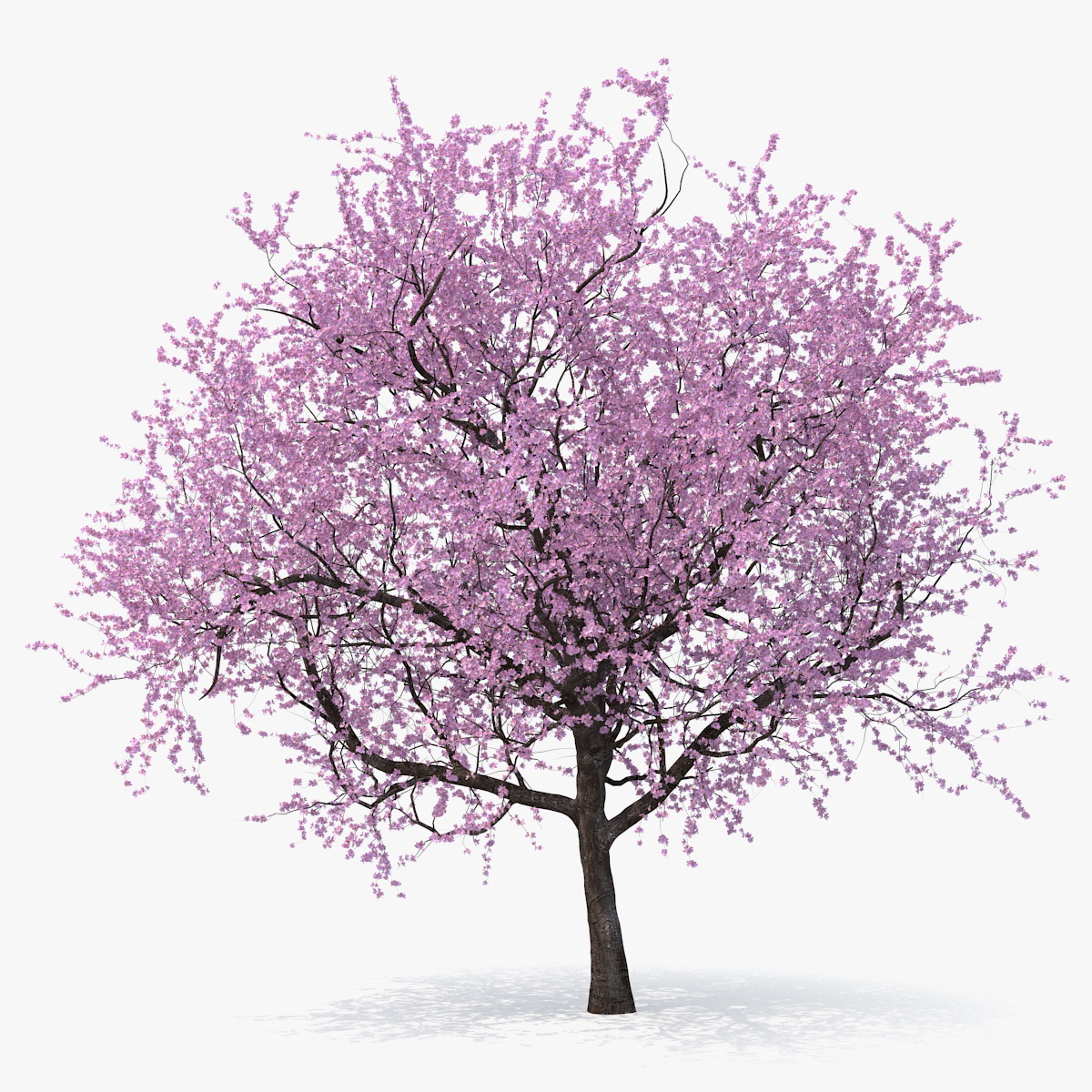 Flowering Cherry Tree