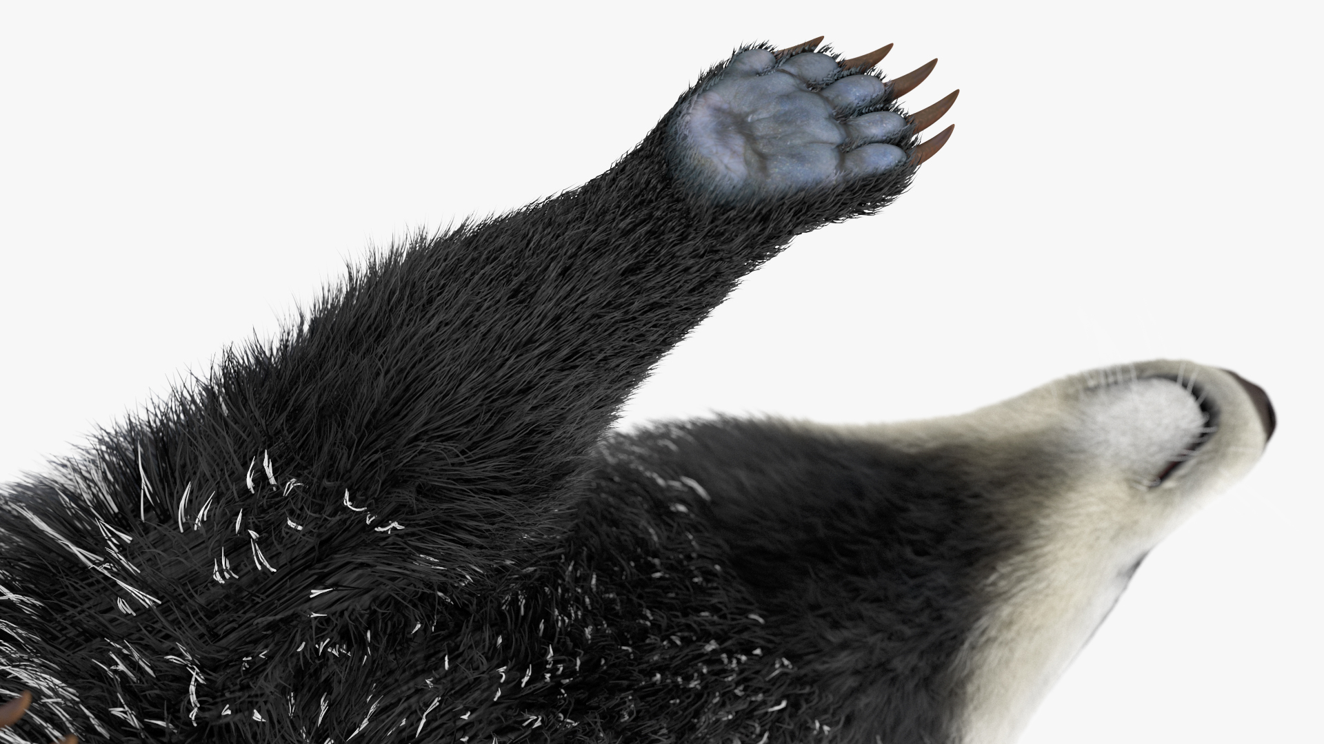 Walking Badger 3D model