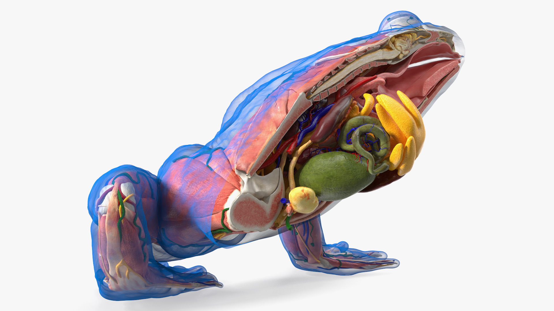 Frog Anatomy Left Side Transparent 3D model