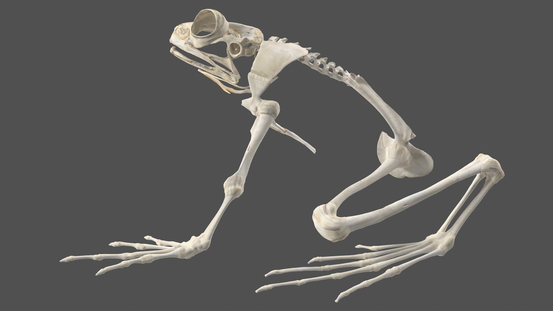 Frog Anatomy Left Side Transparent 3D model
