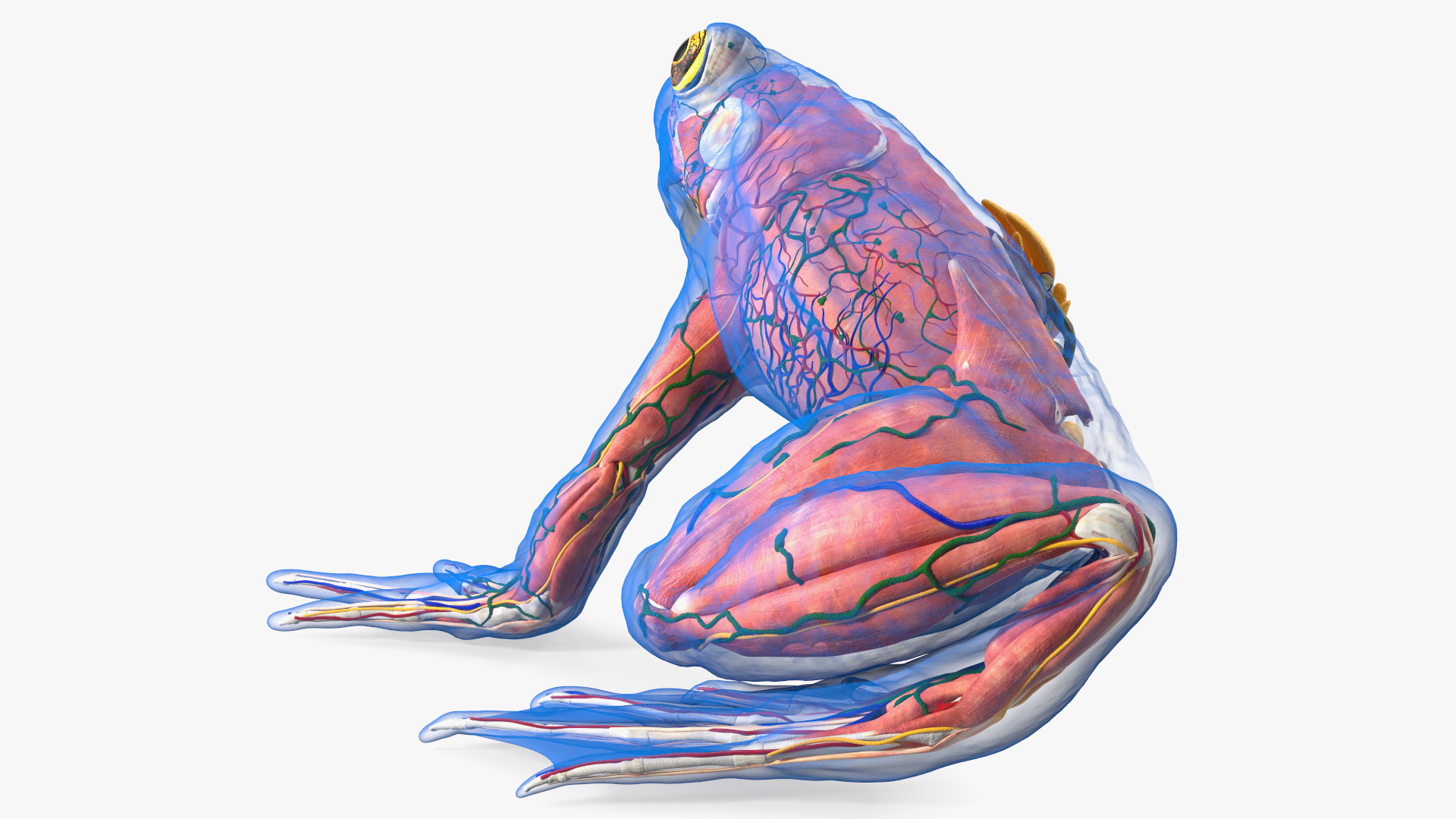 Frog Anatomy Left Side Transparent 3D model