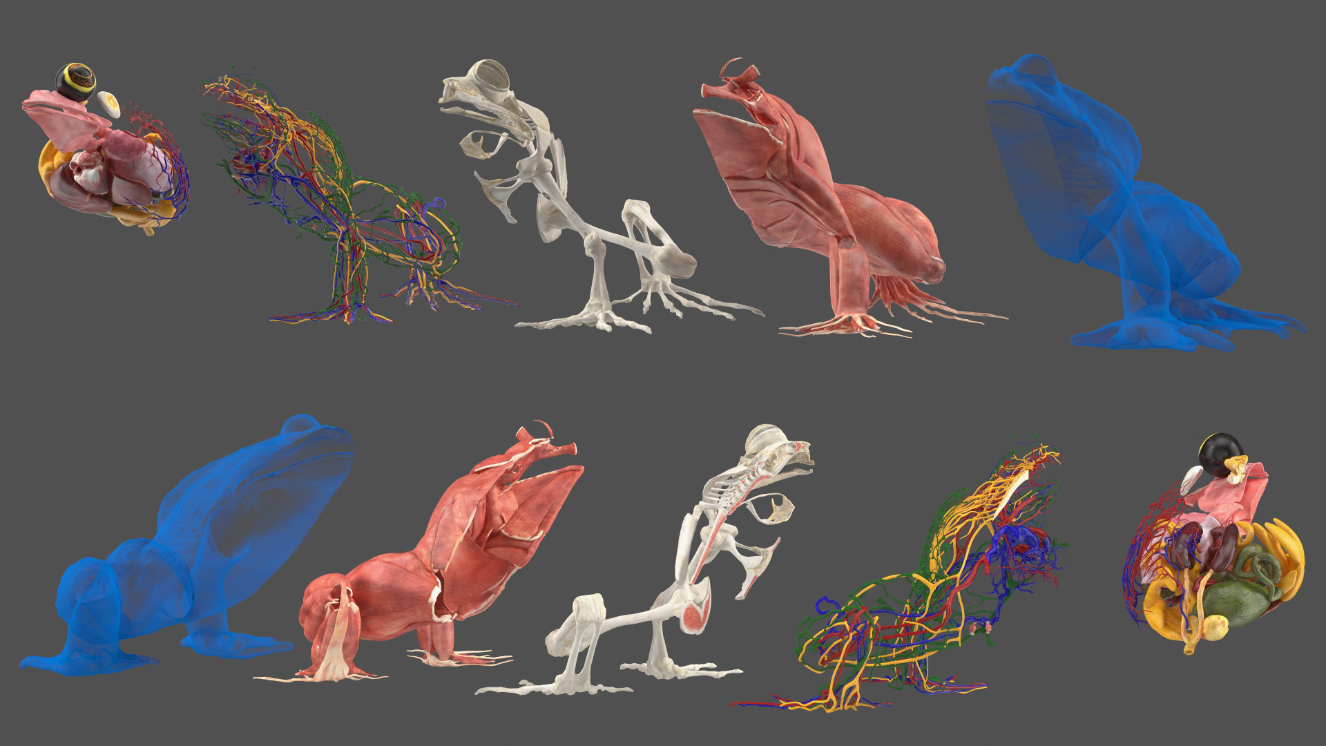 Frog Anatomy Left Side Transparent 3D model